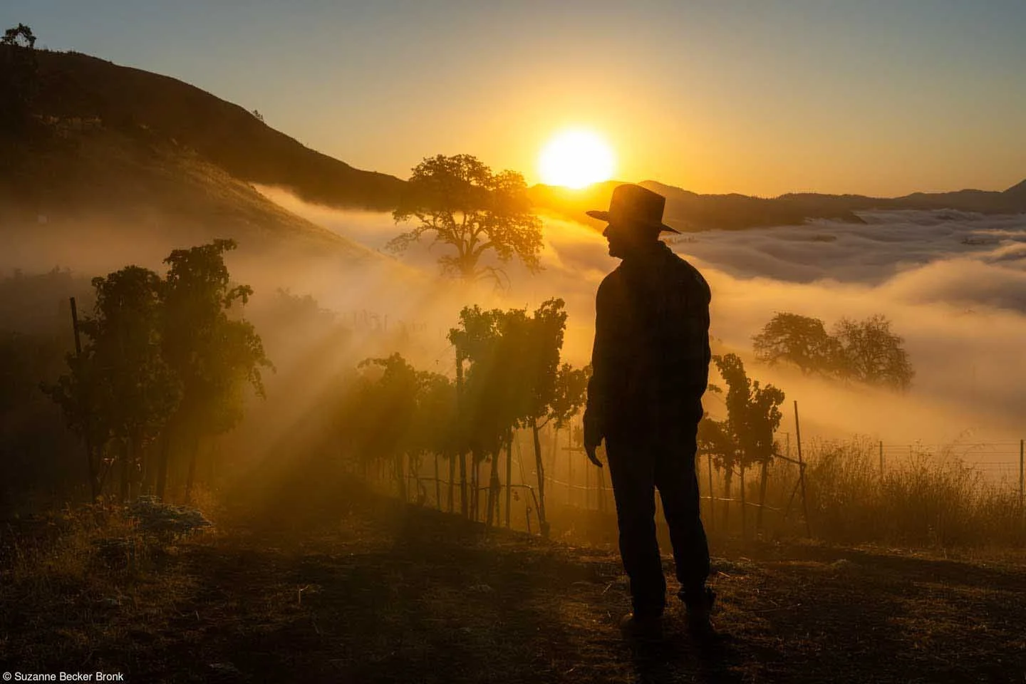  Suzanne Becker Bronk - Gabriel at dawn - Pink Lady® Food Photographer of the Year 