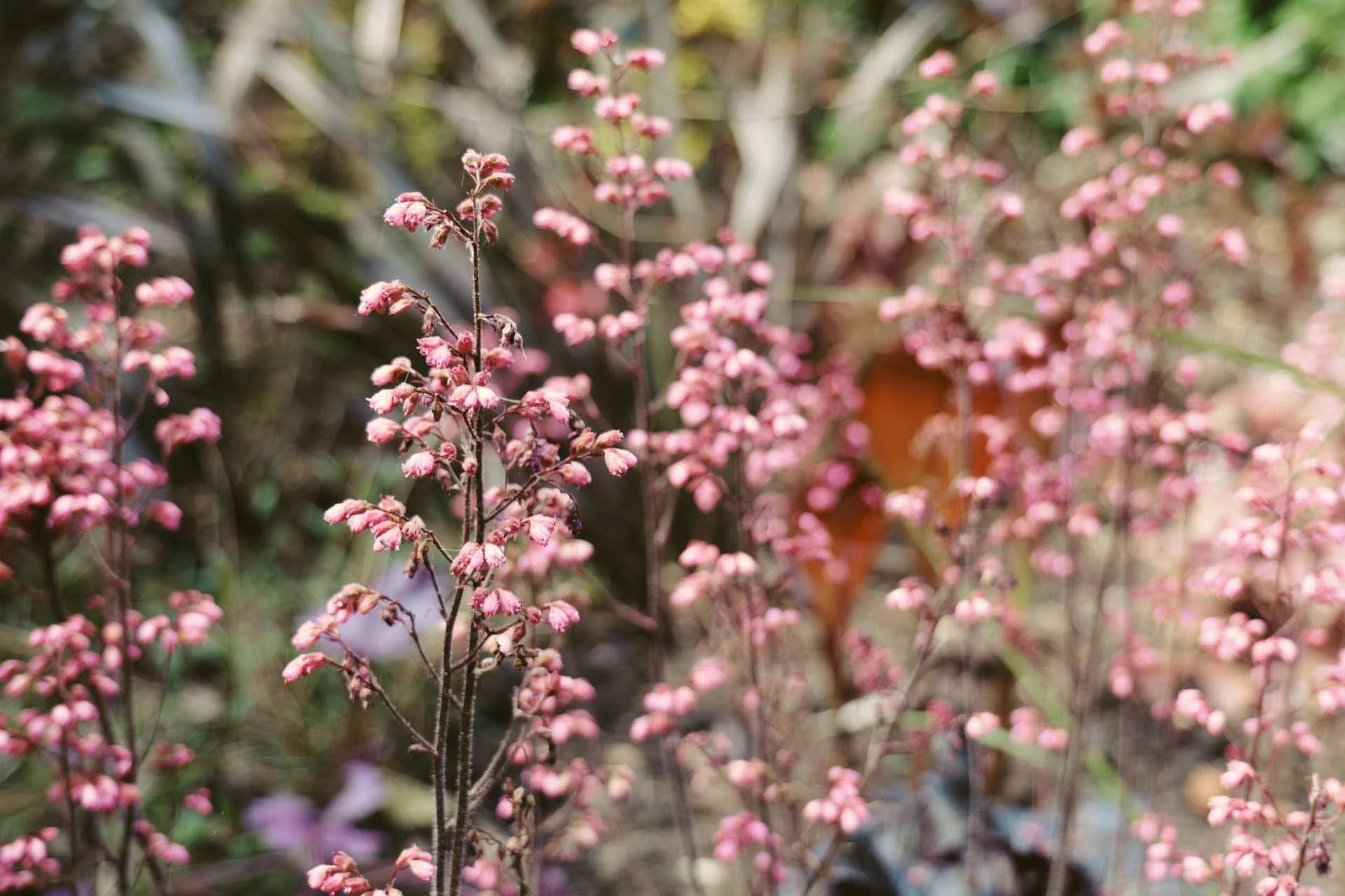  Image Credit: Angela Nicholson  (using a custom LUT). The full-frame sensor gives excellent scope for limiting the depth of field. 