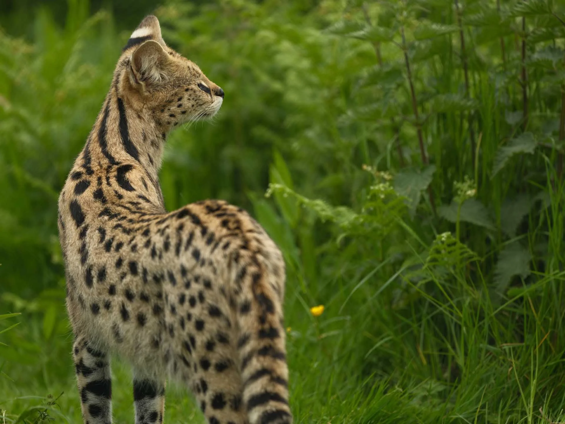  Image Credit: Angela Nicholson The focus here is on the cat’s eye and there’s a fabulous amount of natural detail visible in its fur. 