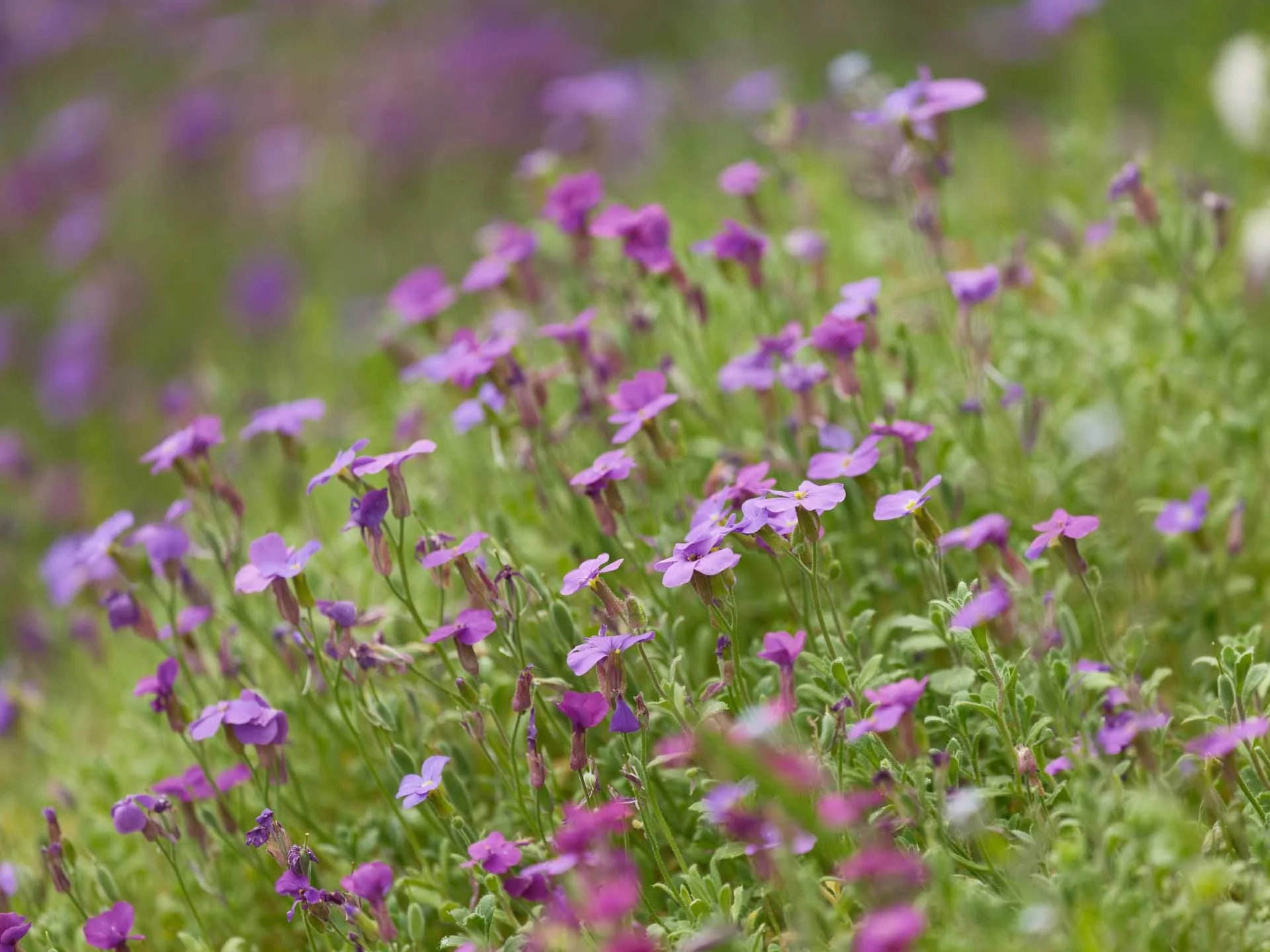  Image Credit: Angela Nicholson There’s an incredible amount of fine detail visible in this ISO 800 image. 