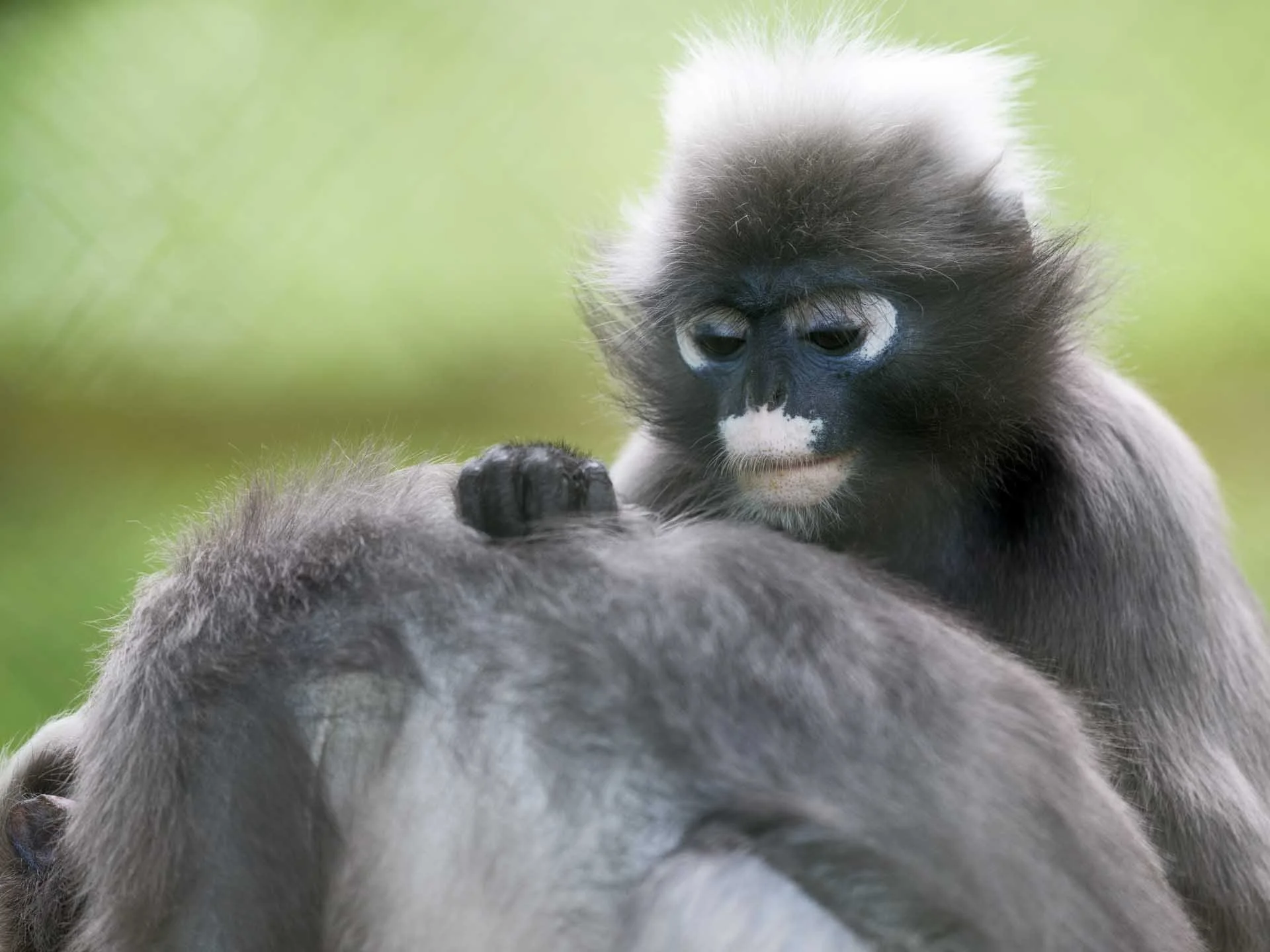  Image Credit: Angela Nicholson. The enhanced version of the image above. 