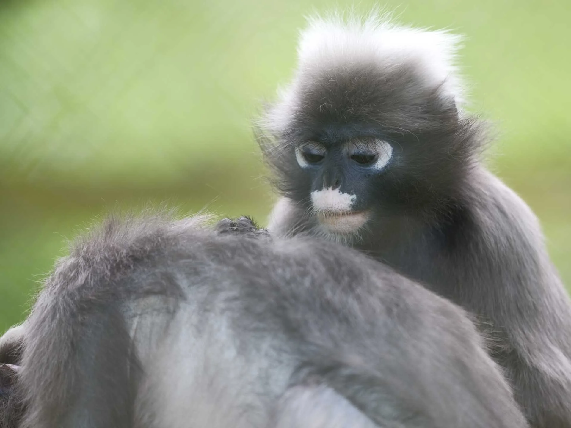  Image Credit: Angela Nicholson. This ISO 1600 image could use a contrast boost thanks to the impact of shooting through a cage, but it’s perfectly in focus, and there’s a good level of detail visible. 