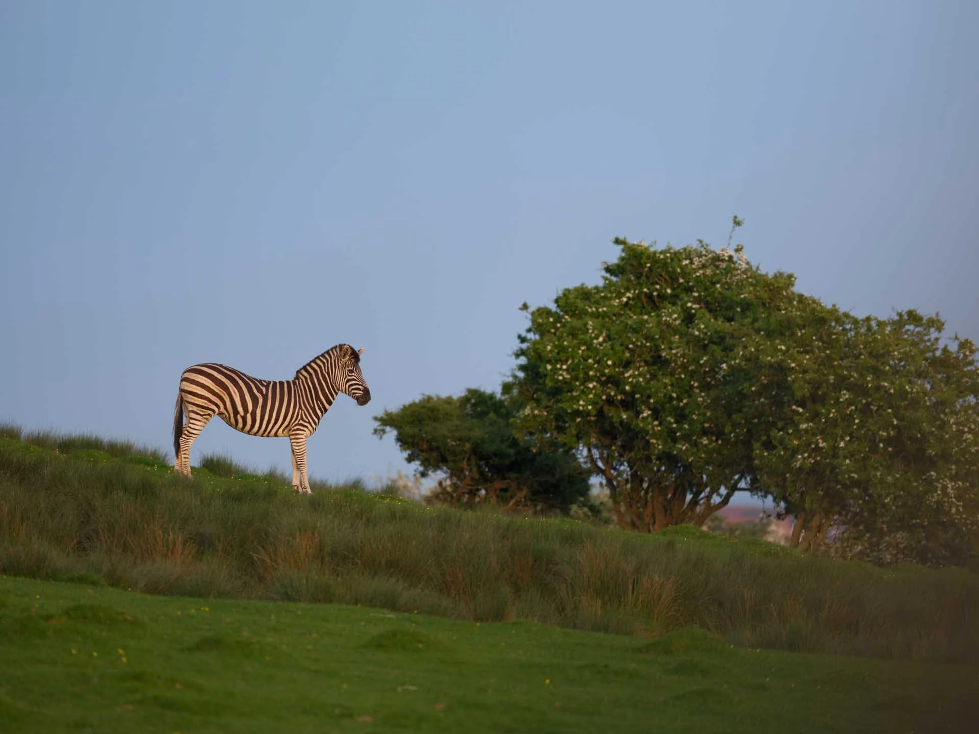  Image Credit: Angela Nicholson At this distance, the Fujifilm GFX100S II can’t detect the zebra’s eyes but it can spot and track the animal itself. 
