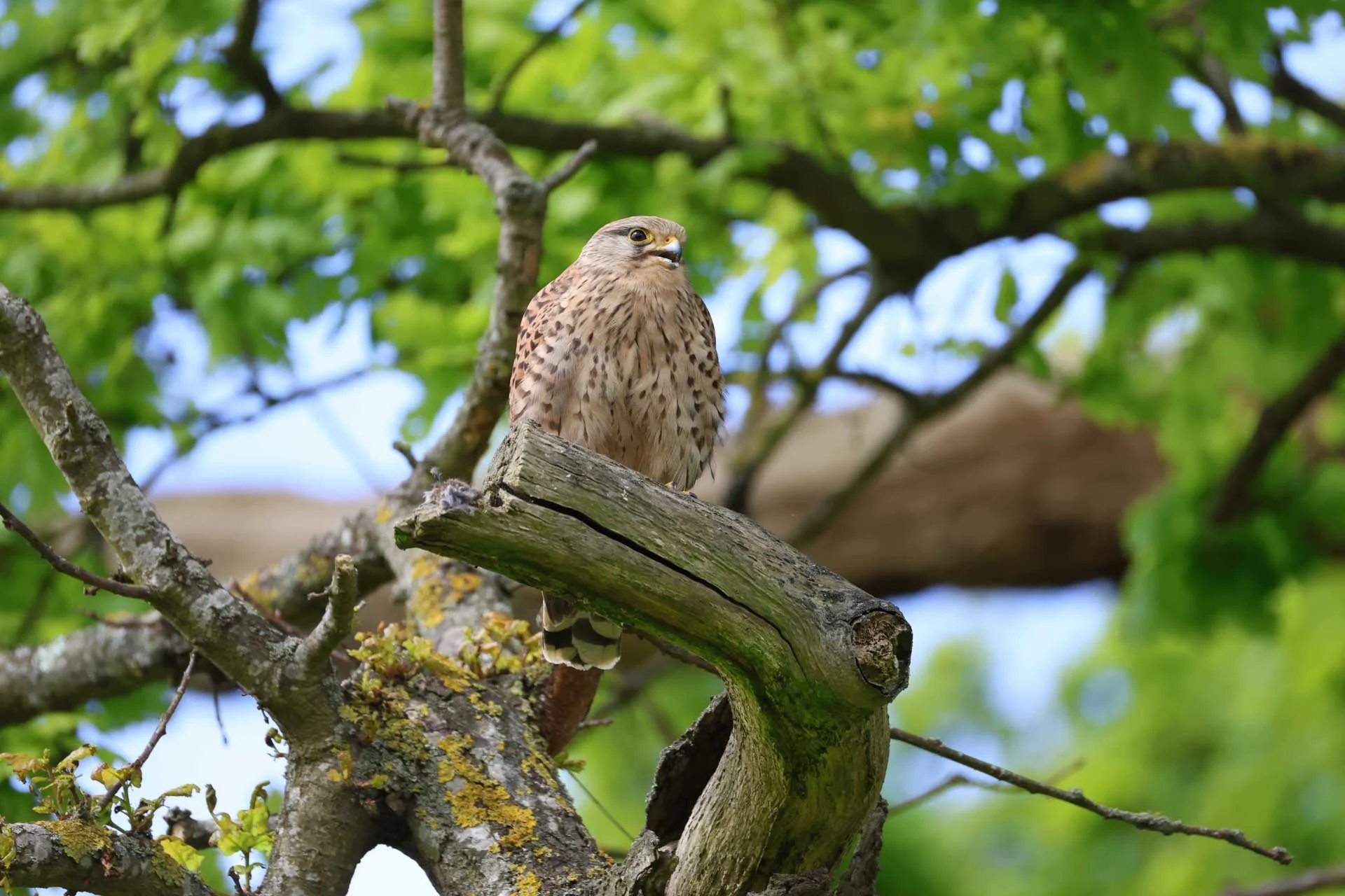  Image Credit: Angela Nicholson. Another example of the Canon R6 II’s subject detection and eye detection in action. 