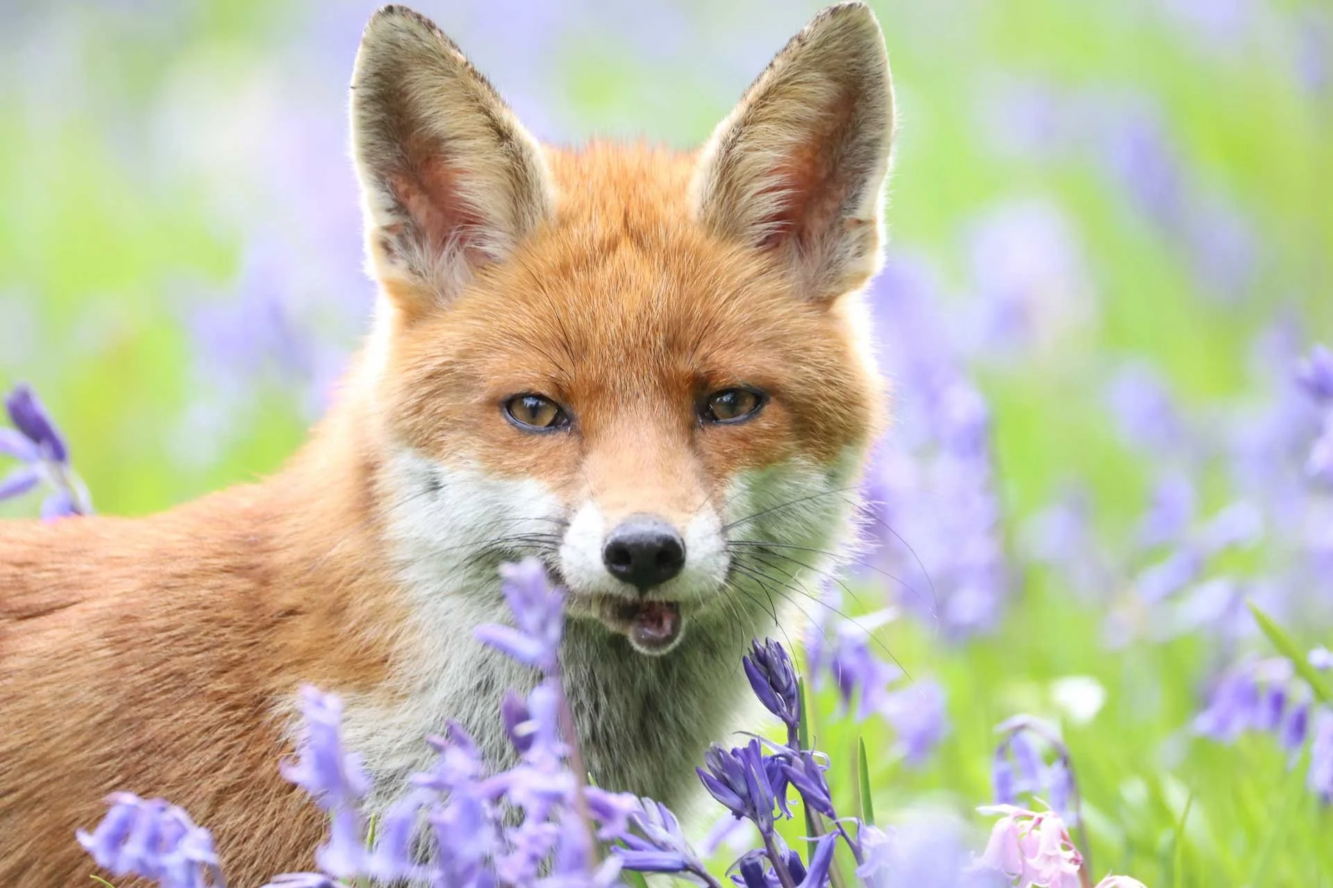  Image Credit: Angela Nicholson. There’s plenty of natural-looking detail in the foes fur in this image shot at ISO 2500. 