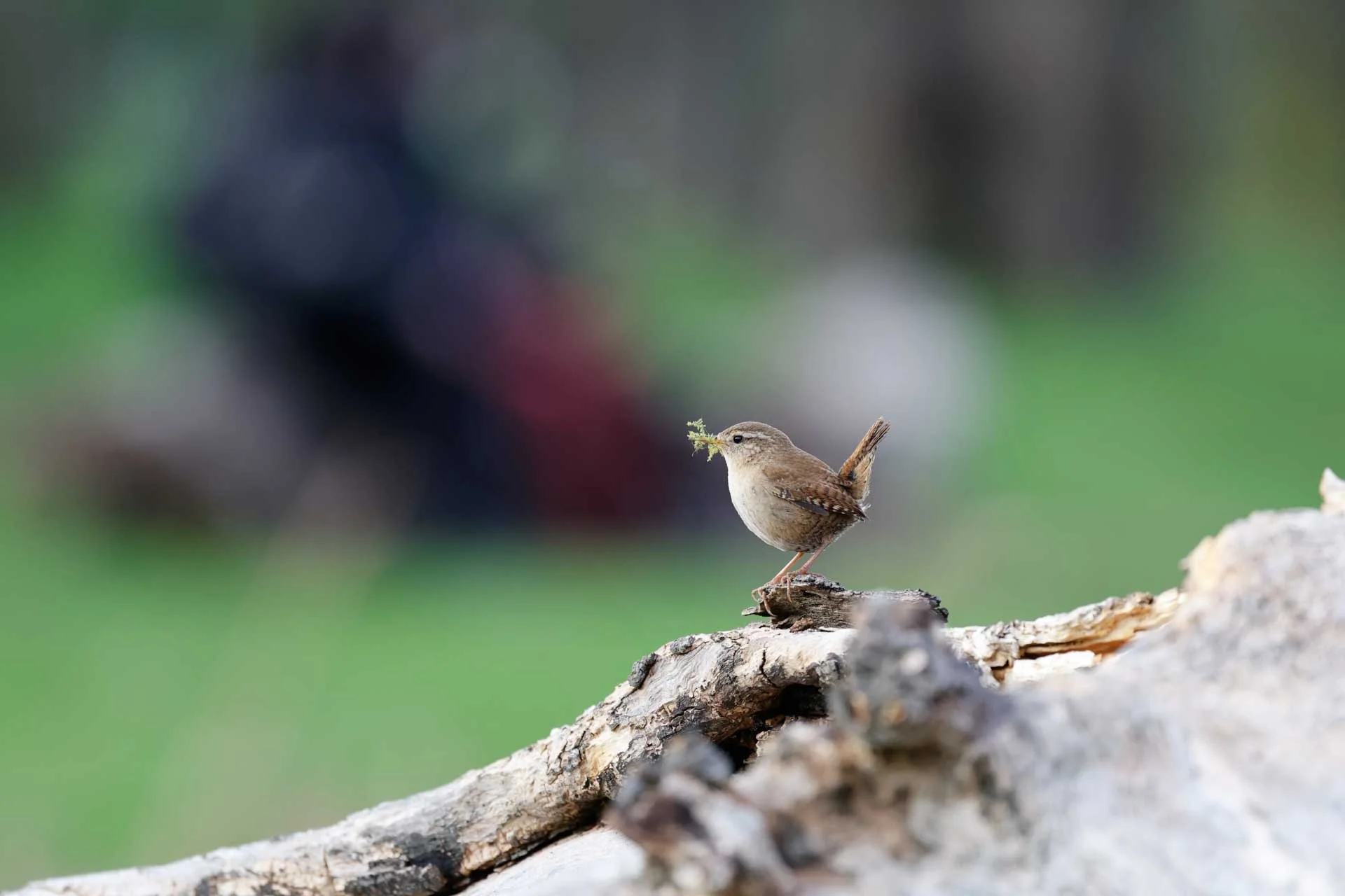  Image Credit: Angela Nicholson.  The Canon R6 II’s subject detection system can even cope with subjects as small as a wren when there’s a distracting background. 