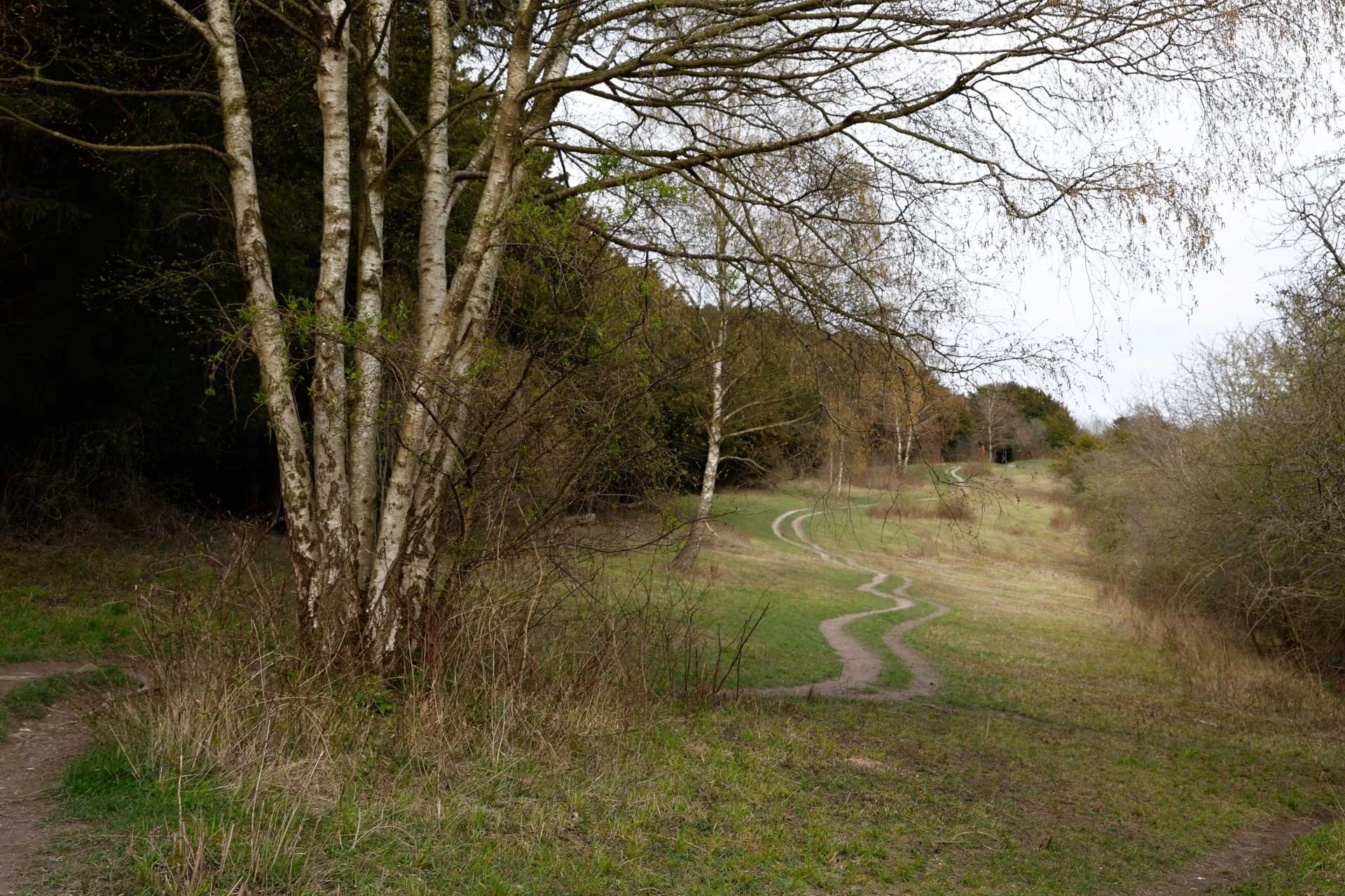  Image Credit: Angela Nicholson. The Canon EOS R6 II captures a pleasing level of detail and natural tones. 