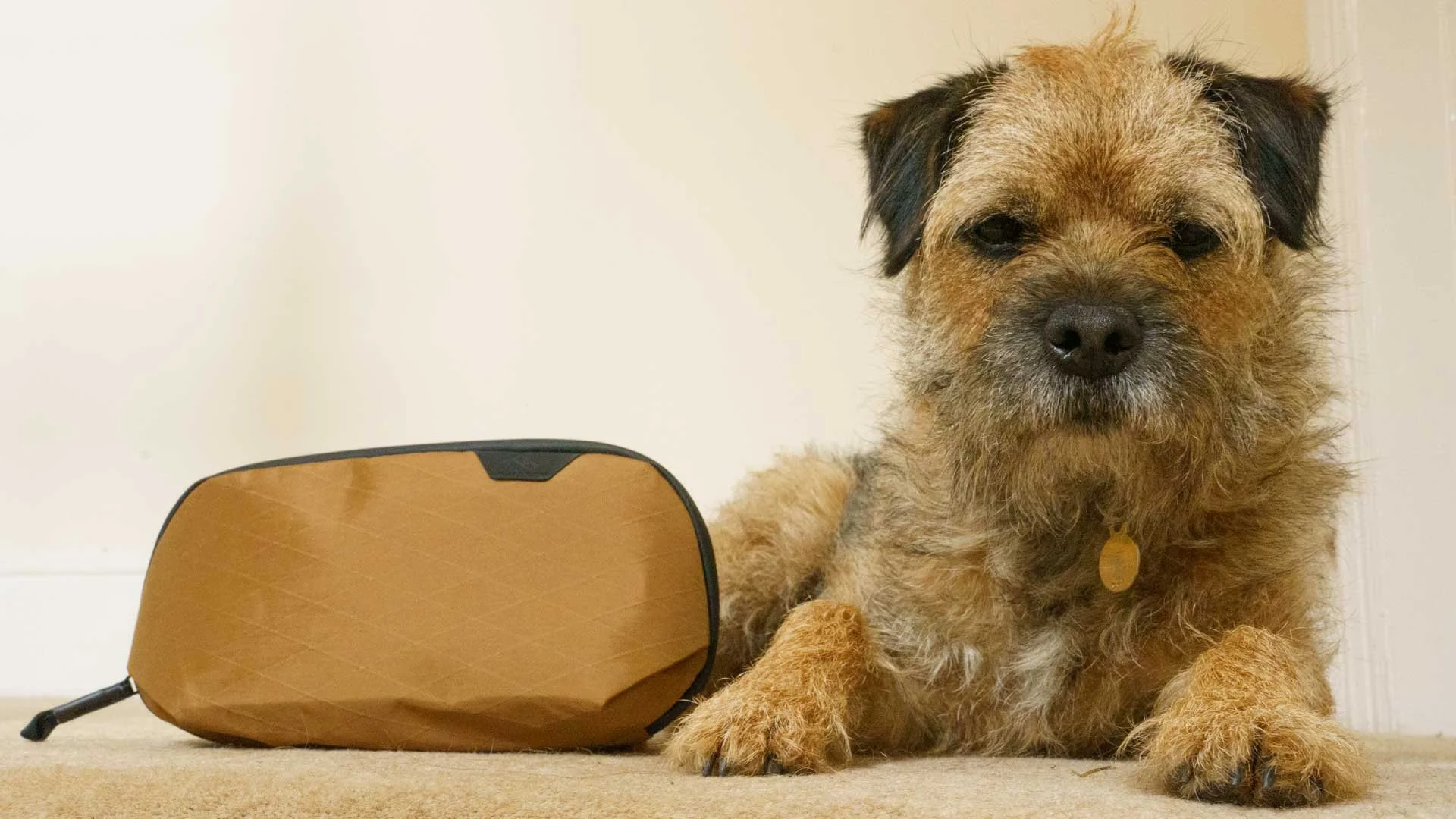 The Peak Design Small Tech Pouch in the Coyote colour next to a 100%-genuine coyote, demonstrating the excellent colour match.