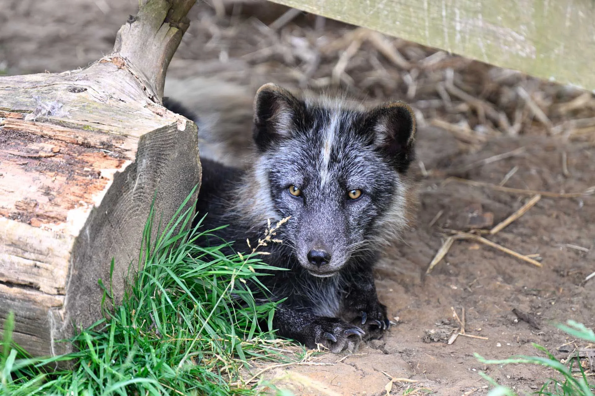  Image credit: Angela Nicholson. The Animal subject detection works with dogs, including Arctic Foxes. This image was shot using the Z 70-200mm F2.8 S mounted on the Z6 III via a Nikon Z TC-2.0X Teleconverter.  The camera settings were: shutter speed, 1/500 sec, aperture f/5.6, ISO 1000. 