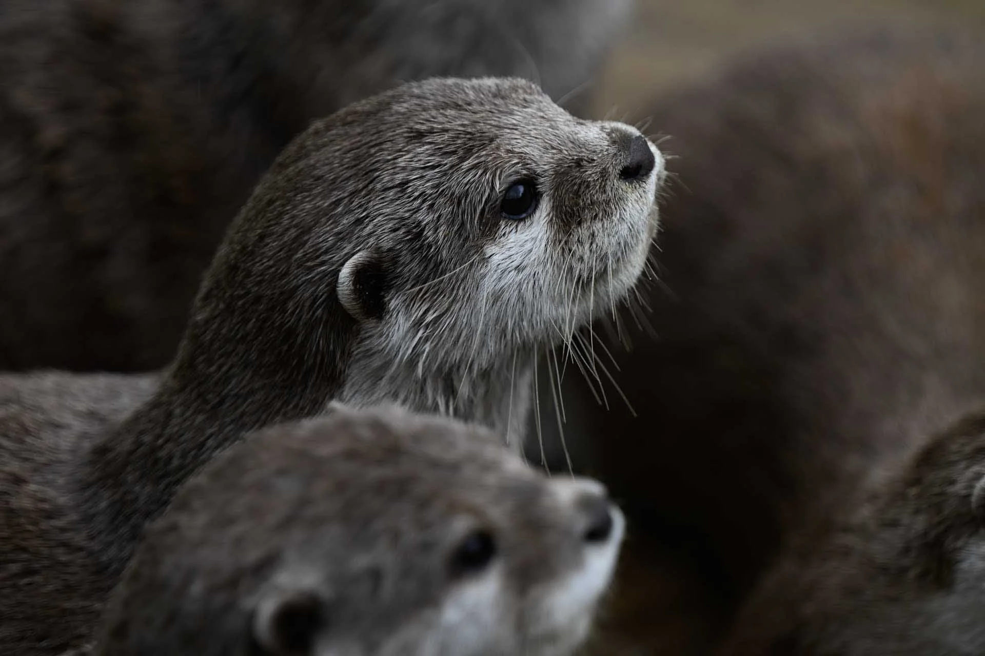  Image credit: Angela Nicholson. Otters are challenging subjects but the Nikon Z6III’s Animal subject detection makes things a lot easier! This image was shot using the Z 70-200mm F2.8 S mounted on the Z6 III via a Nikon Z TC-2.0X Teleconverter.  The camera settings were: shutter speed, 1/500 sec, aperture f/5.6, ISO 1000. 