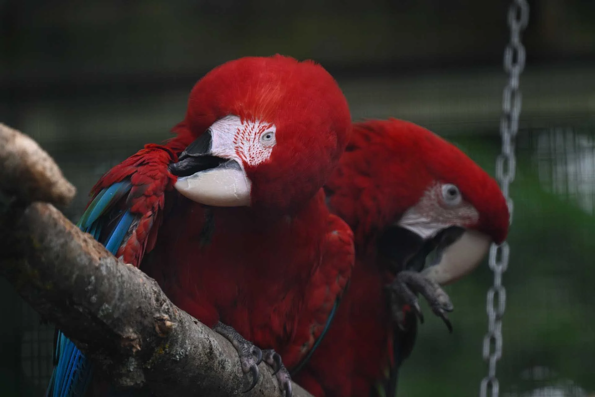  Image credit: Angela Nicholson. Again, the Nikon Z6 III spotted and focused on the closest bird’s eye in this image. It was shot using the Z 70-200mm F2.8 S mounted on the Z6 III via a Nikon Z TC-2.0X Teleconverter.  The camera settings were: shutter speed, 1/500 sec, aperture f/5.6, ISO 1600. 