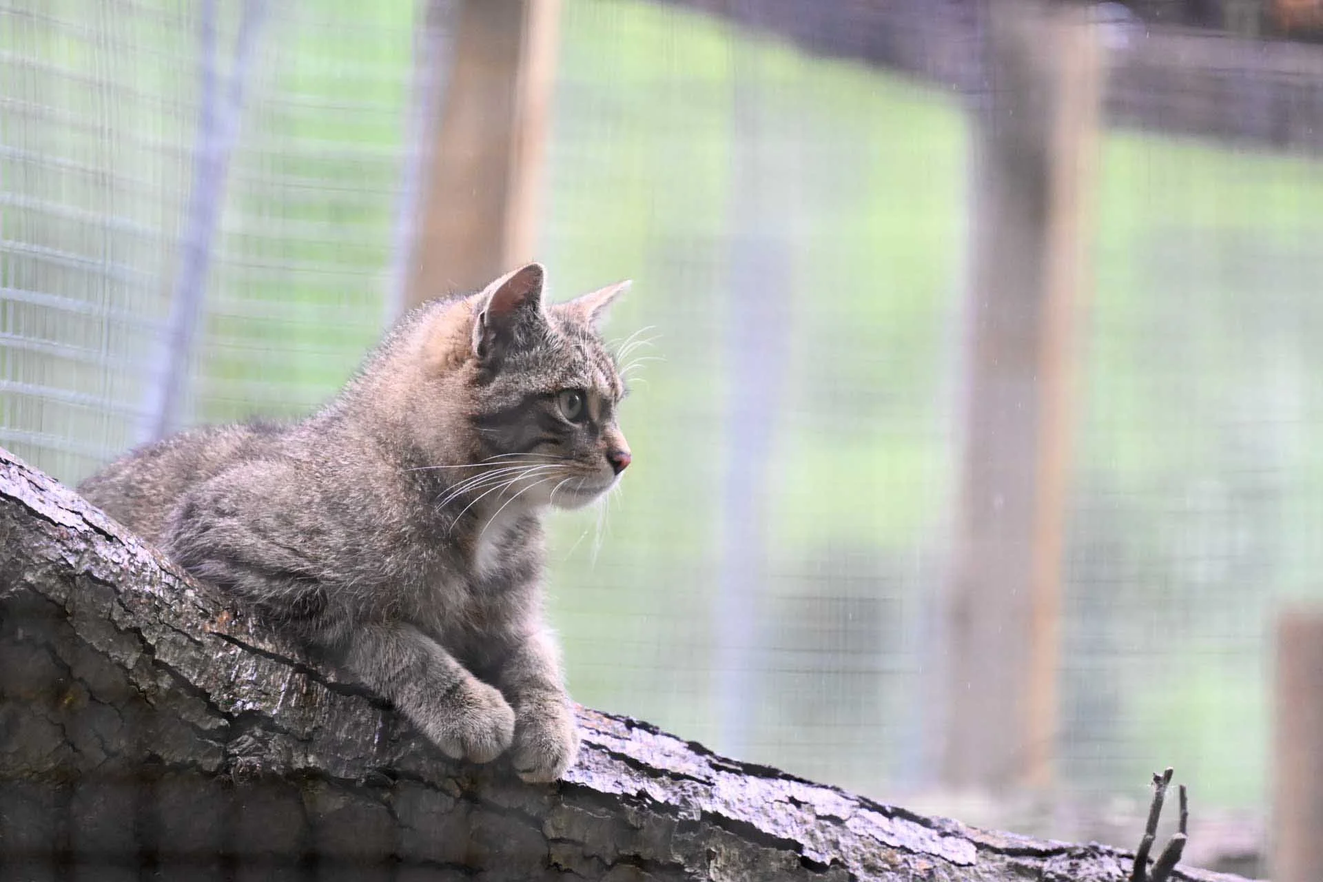  Image credit: Angela Nicholson. This Scottish wildcat made this a little harder for the camera by looking away, but the Z6III still detected the closest eye and focused on it. It was shot using the Z 70-200mm F2.8 S mounted on the Z6 III via a Nikon Z TC-2.0X Teleconverter.  The camera settings were: shutter speed, 1/500 sec, aperture f/5.6, ISO 1000. 