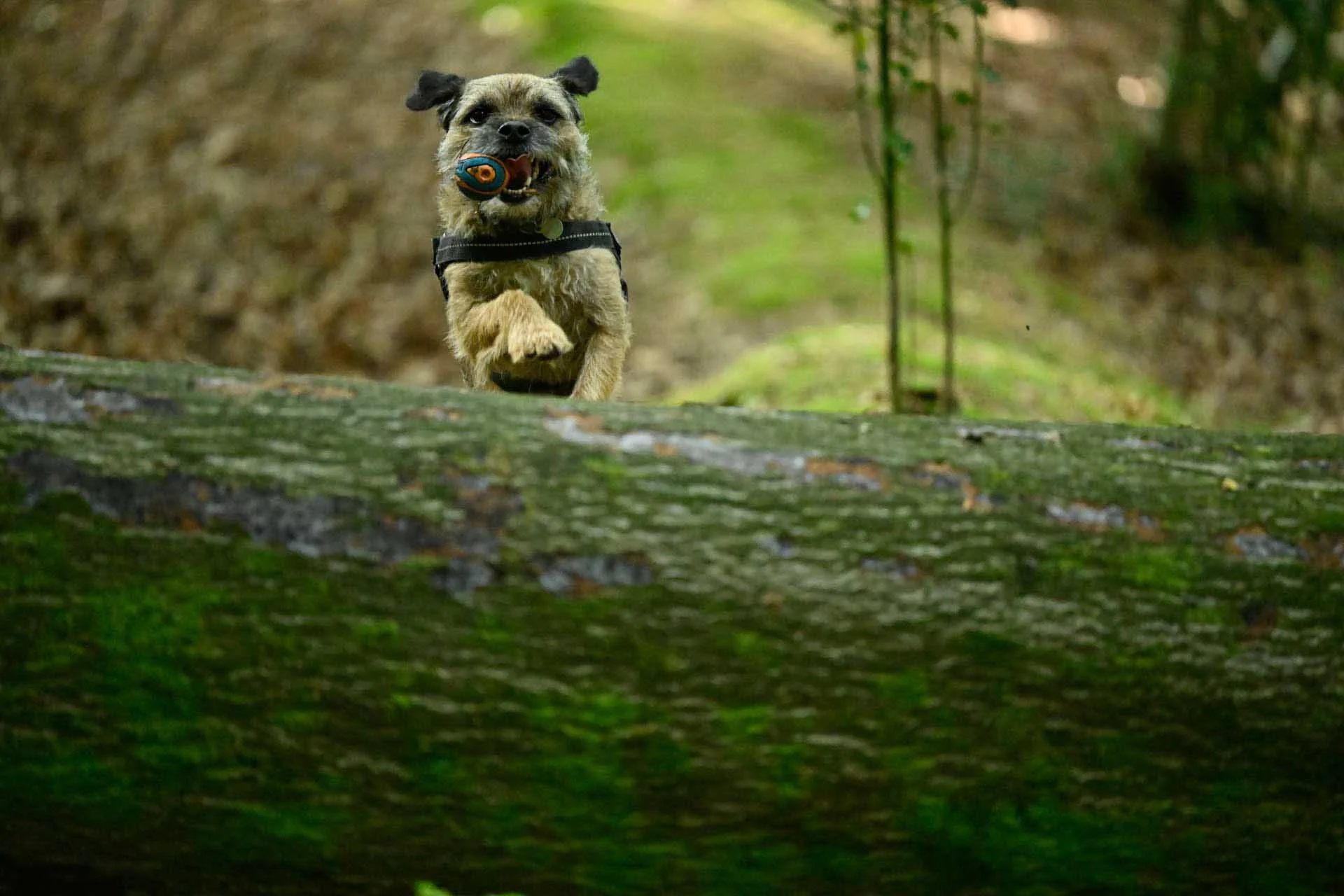 Image credit: Angela Nicholson. Ottofocus testing. The Camera kept pace with Otto very well and only missed the focus slightly in a couple of images as he raced towards the the camera. Using in the Direct Sunlight white balance setting in the woodland has given the image a greenish cast. Camera: Nikon Z8, Lens  Z 70-200mm F2.8 VR S, shutter speed, 1/1000 sec, aperture f/2.8, ISO 14,400. 