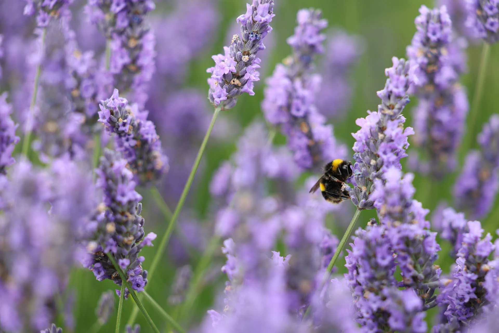  Image Credit: Angela Nicholson. The Canon R5 II’s AF system coped well with this bee, and the creature’s fine hairs are pleasingly visible. 
