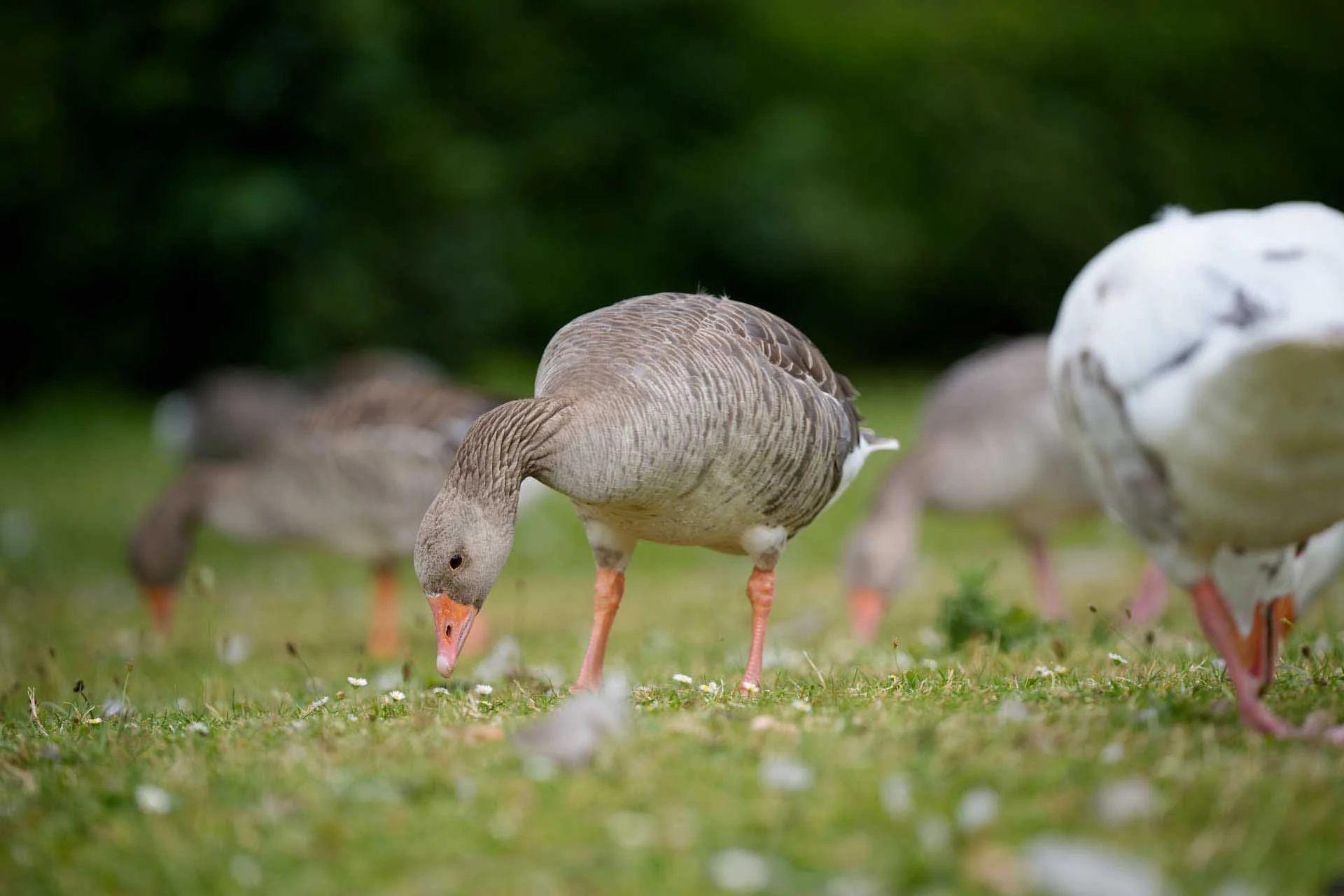  When you're lying on the ground, crawling towards geese, it's easier to let the camera find an eye and focus on it than the move the AF point around. 