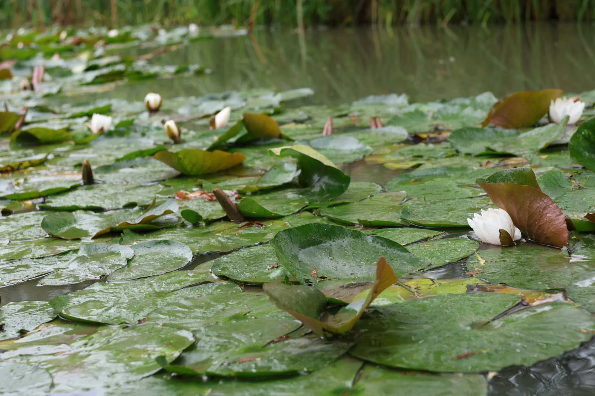  Image credit: Angela Nicholson. This image was shot at the 70mm end of the Canon RF 28-70mm F2.8 IS STM at f/5.6, 1/80 sec, ISO 500. 