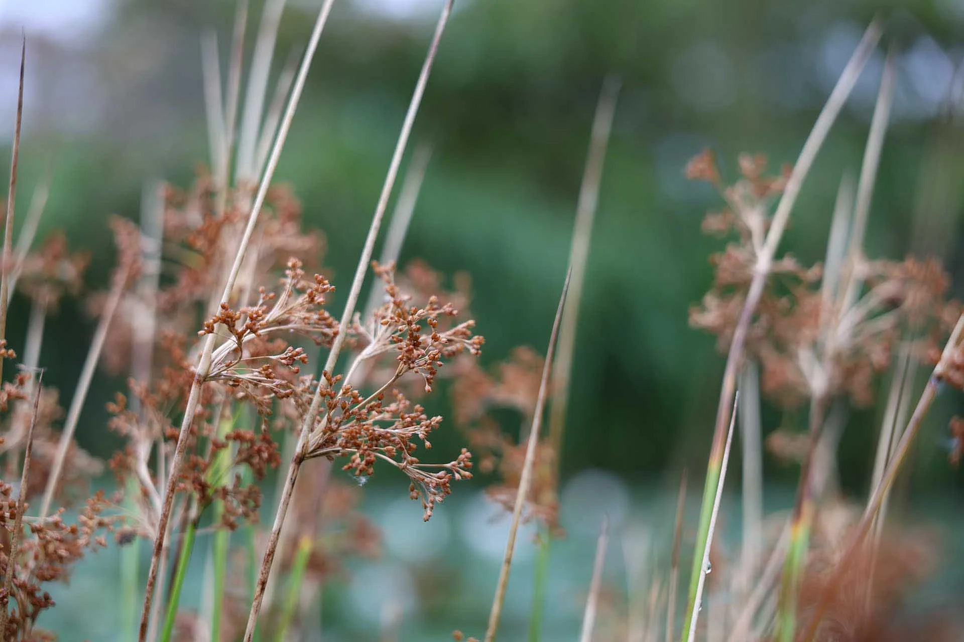  Image credit: Angela Nicholson. This image was shot at the 70mm end of the Canon RF 28-70mm F2.8 IS STM at f/2.8, 1/100 sec, ISO 160, it shows the degree of background blur that can be achieved at the widest aperture. 