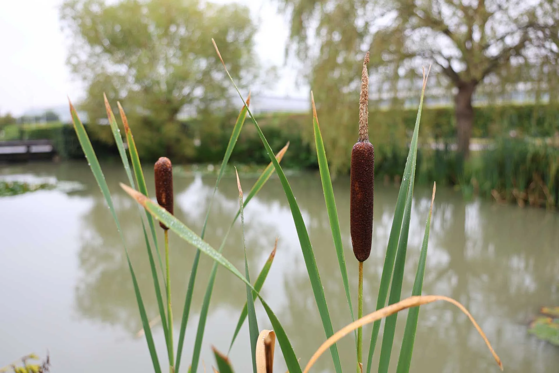  Image credit: Angela Nicholson. Going in close at the 28mm end of the lens allows you to capture the detail of your subject and its context. Image data: 28mm on the Canon RF 28-70mm F2.8 IS STM at f/2.8, 1/80 sec, ISO 100. 