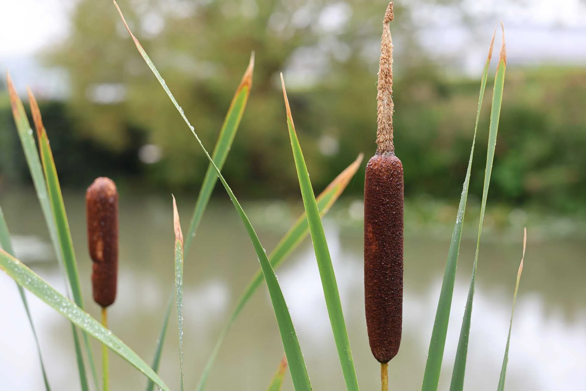  Image credit: Angela Nicholson. Another example of the high level of detail resolved by the Canon RF 28-70mm F2.8 IS STM. Image data: 70mm on the Canon RF 28-70mm F2.8 IS STM at f/4, 1/80 sec, ISO 320. 