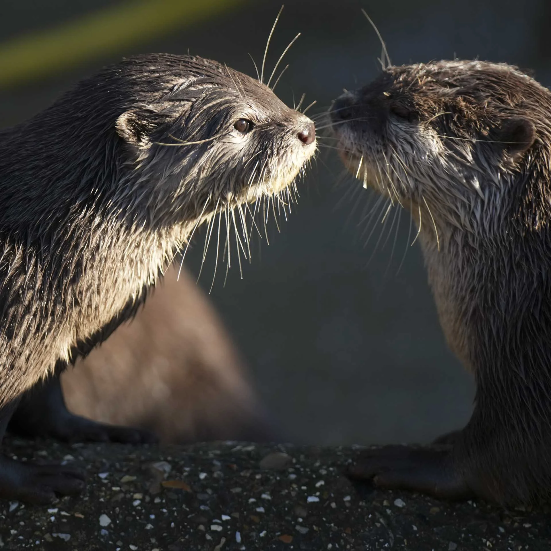  Image Credit: Angela Nicholson. These playful otters are very hard to keep in the frame and while the A1 II’s animal eye detection didn’t always hit the mark, it does a great job and makes getting ‘keepers’ easier. Camera: Sony A1 II, Lens: Sony FE 70-200mm F2.8 GM OSS with Sony 2x Teleconverter, at 342mm, F/5.6, 1/1000 Sec and ISO 1000.  
