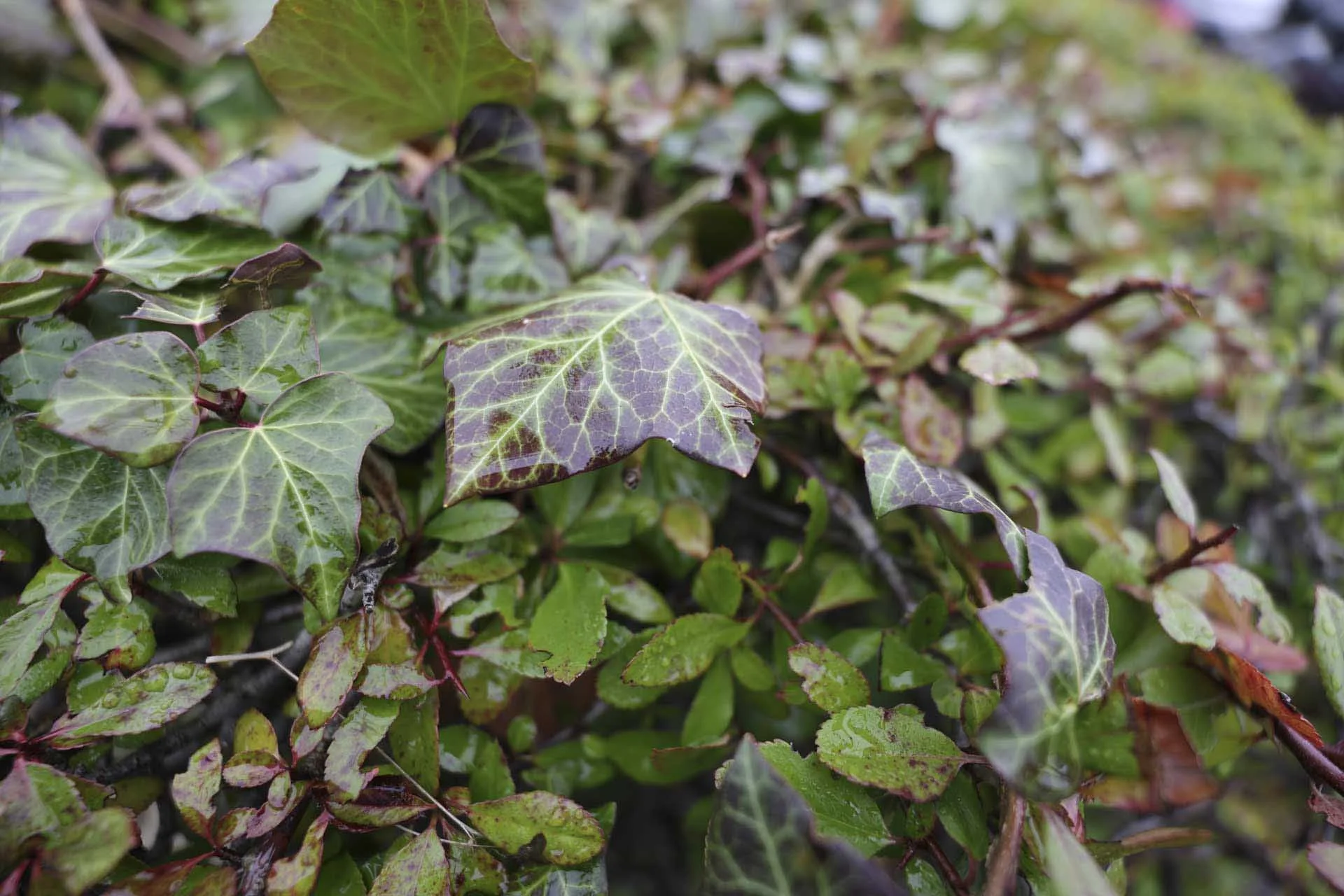  There’s a pleasing amount of detail in this close-up image shot at 16mm using the Canon RF 16-28mm F2.8 IS STM. 