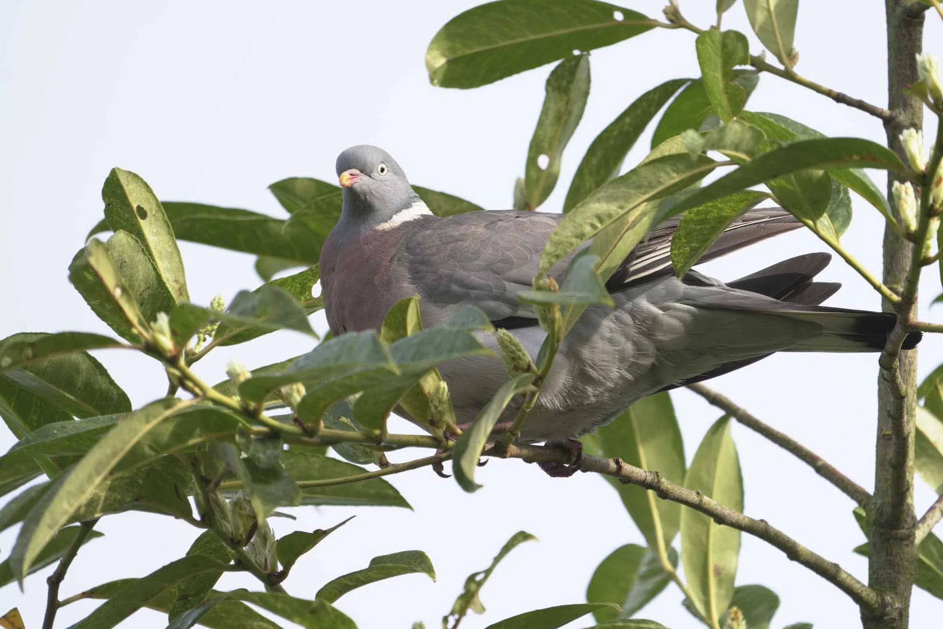  Zooming to 800mm resulted in a much more impactful shot. 