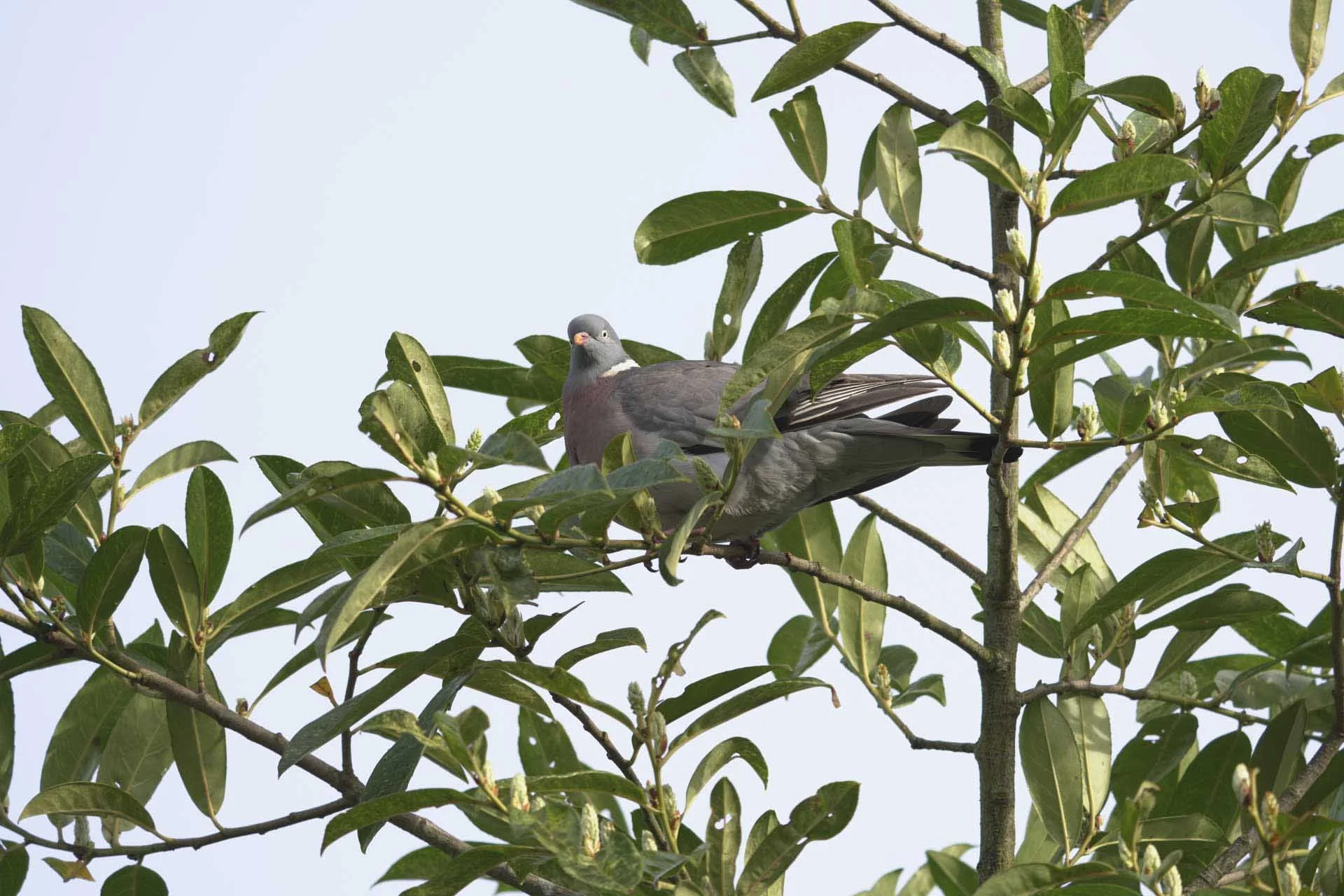  This wood pigeon was high in a tree and it’s relatively small in the frame when photographed using the 400mm end of the lens. 