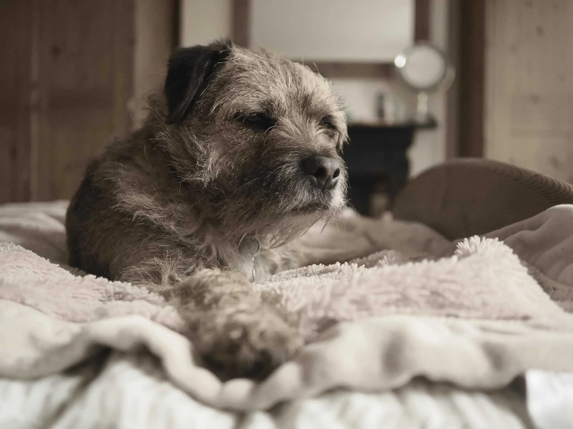  This image was captured at ISO 6400 and some of the finer details of the dog’s fur, where they start to go out of focus, look slightly smudged at 100% on screen.  