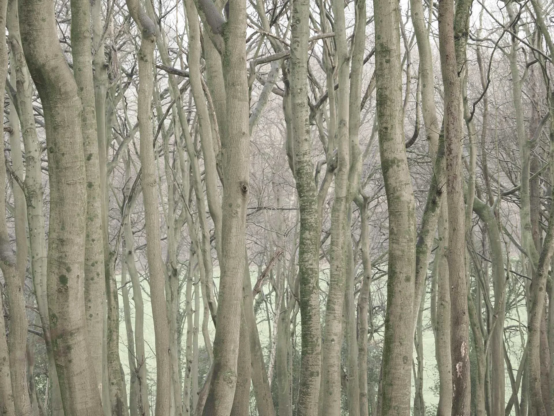  I like how shooting with low saturation seems to emphasise the linear nature of these tree trunks. 