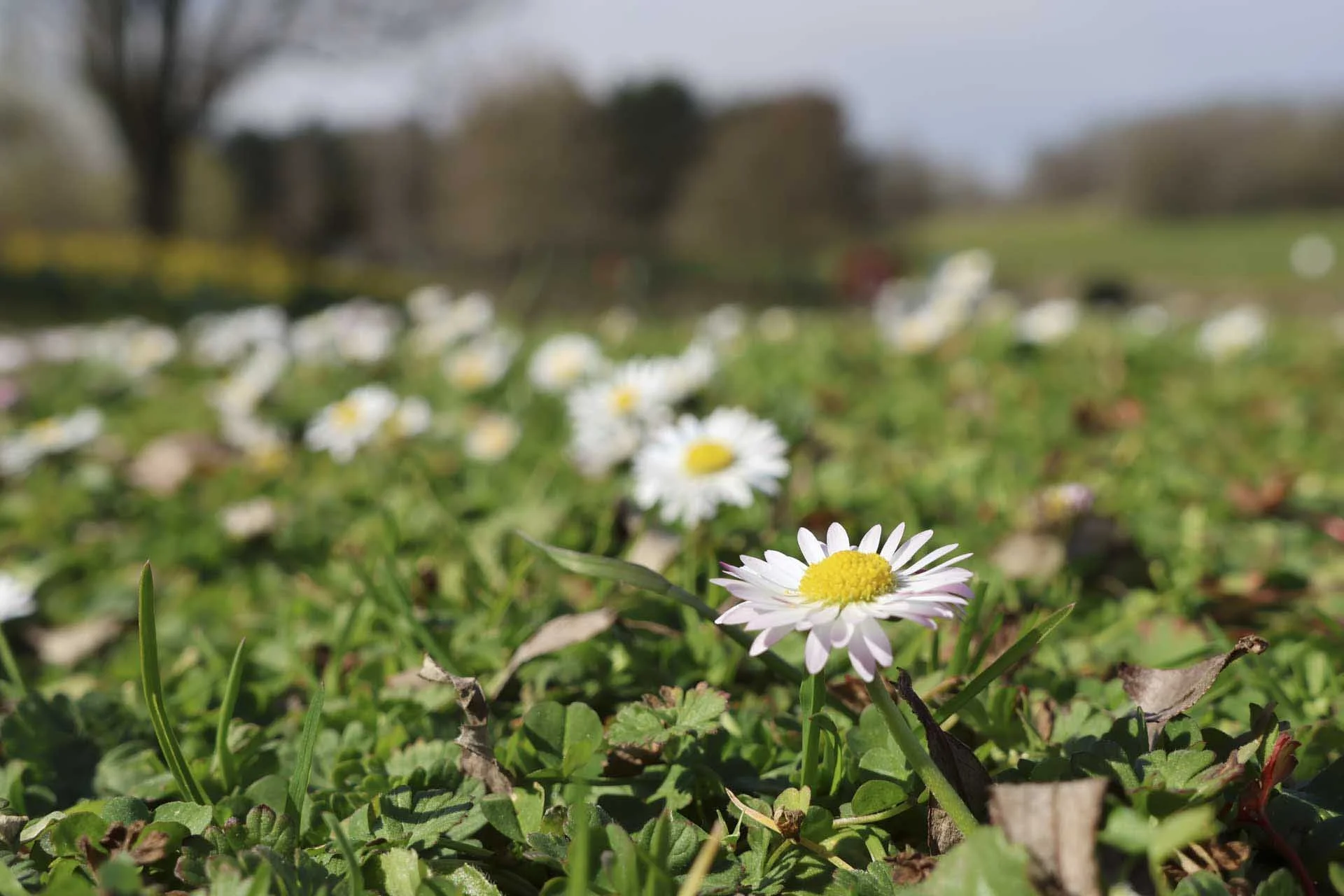  The same daisy, this time shot at the longest end of the lens. 