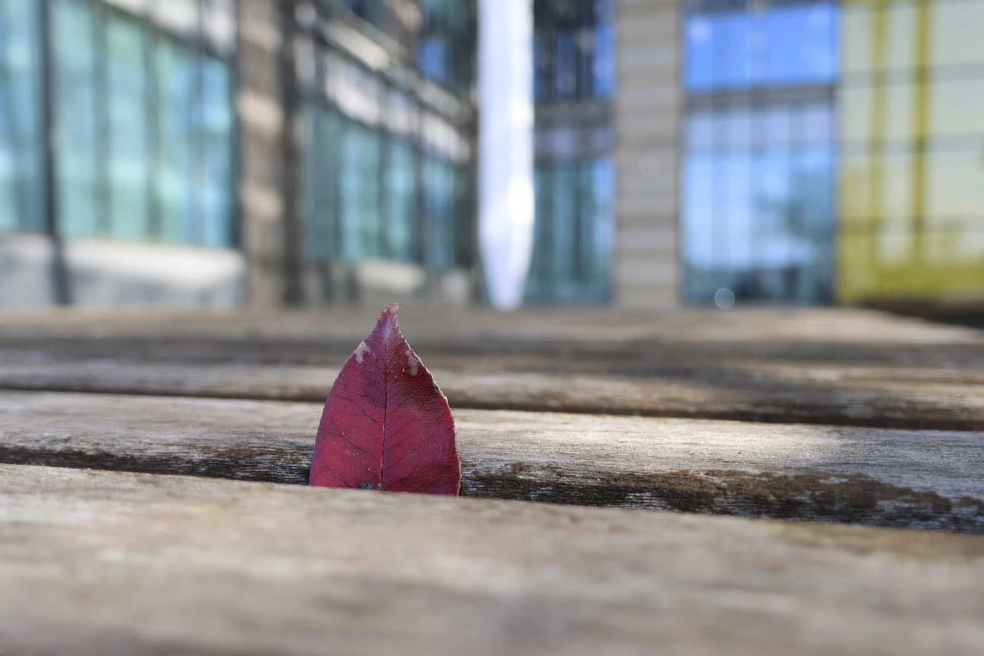  The large aperture gives scope for capturing shallow depth of field. This image was captured at the equivalent of around 32mm and F/4. 