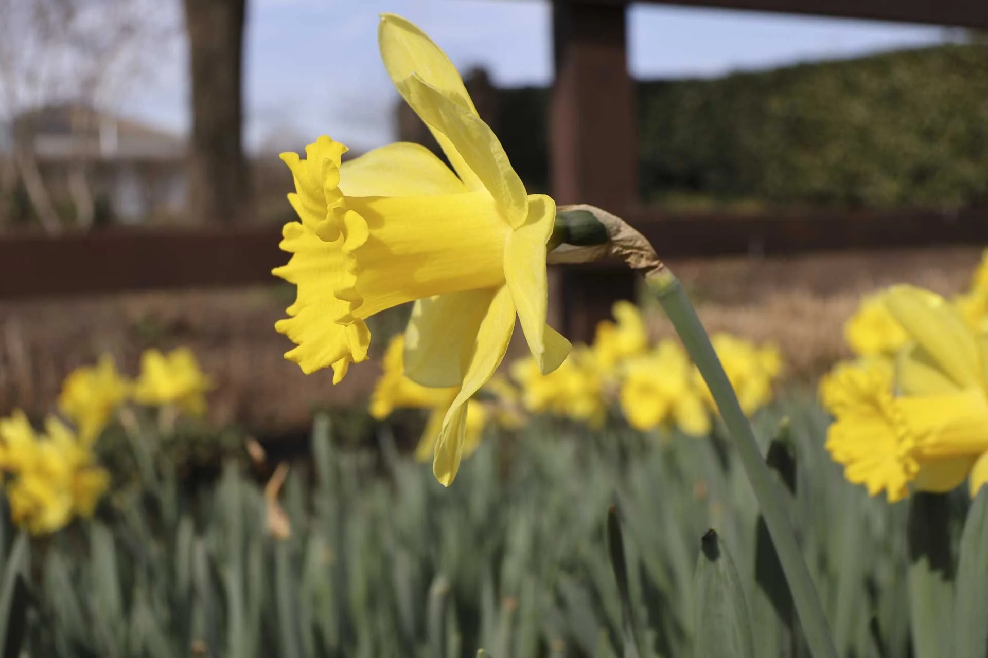 There’s a pleasing level of detail in the focused part of this image while the background is attractively soft. Image shot at 1/500 sec, f5.6 and ISO 100. 