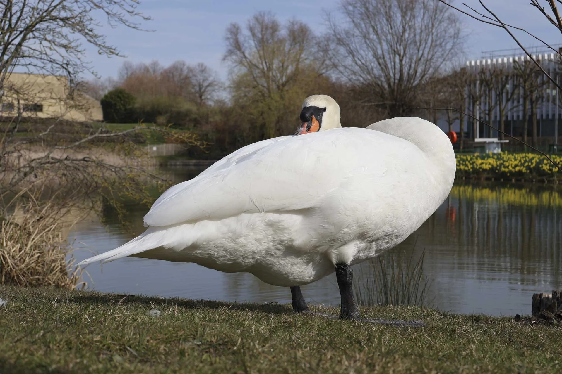  This swan was continually moving its head but the Canon R50V tracked its eyes the whole time and kept them in focus. Image shot at 1/500 sec, f5.6 and ISO 100. 
