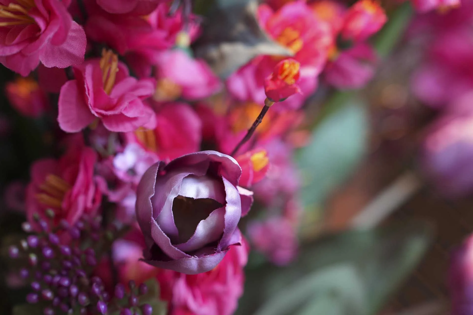  Image Credit: Angela Nicholson.  Camera: Sony A9 III, Lens: Sony FE 50-150mm F2 GM at 150mm, F/4.0, 1/160 Sec and ISO 1600. 