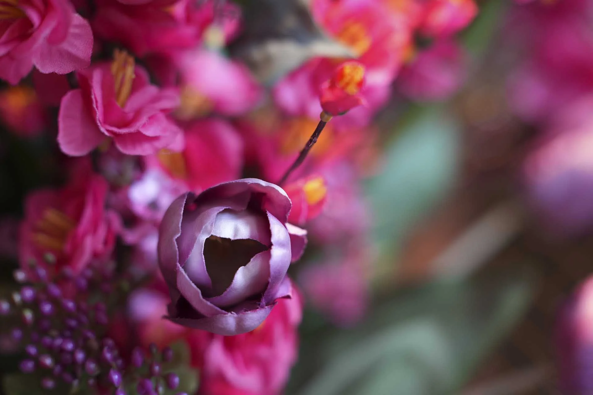  Image Credit: Angela Nicholson.  Camera: Sony A9 III, Lens: Sony FE 50-150mm F2 GM at 150mm, F/2.8, 1/160 Sec and ISO 800. 