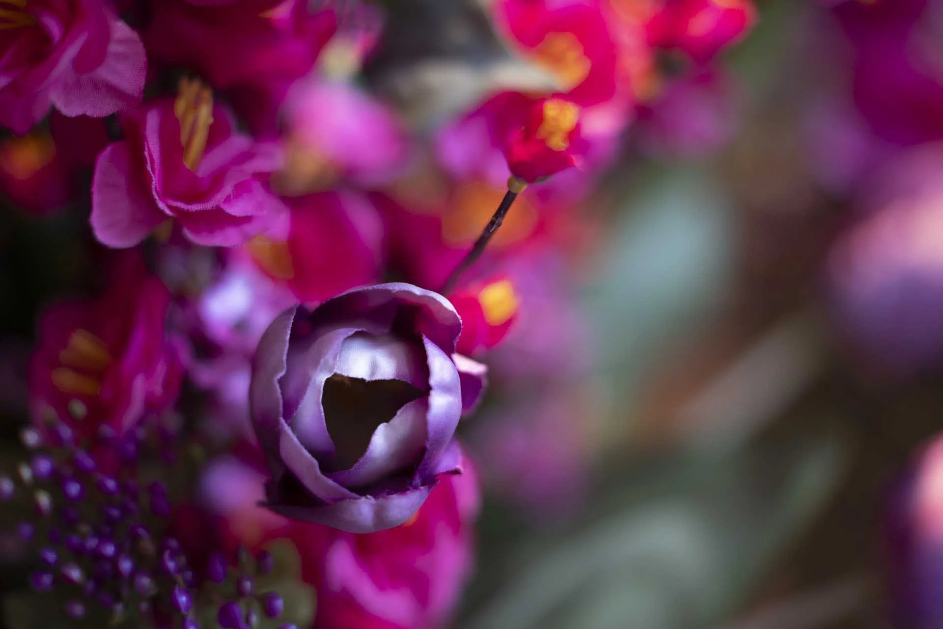  Image Credit: Angela Nicholson.  Camera: Sony A9 III, Lens: Sony FE 50-150mm F2 GM at 150mm, F/2, 1/160 Sec and ISO 500. 