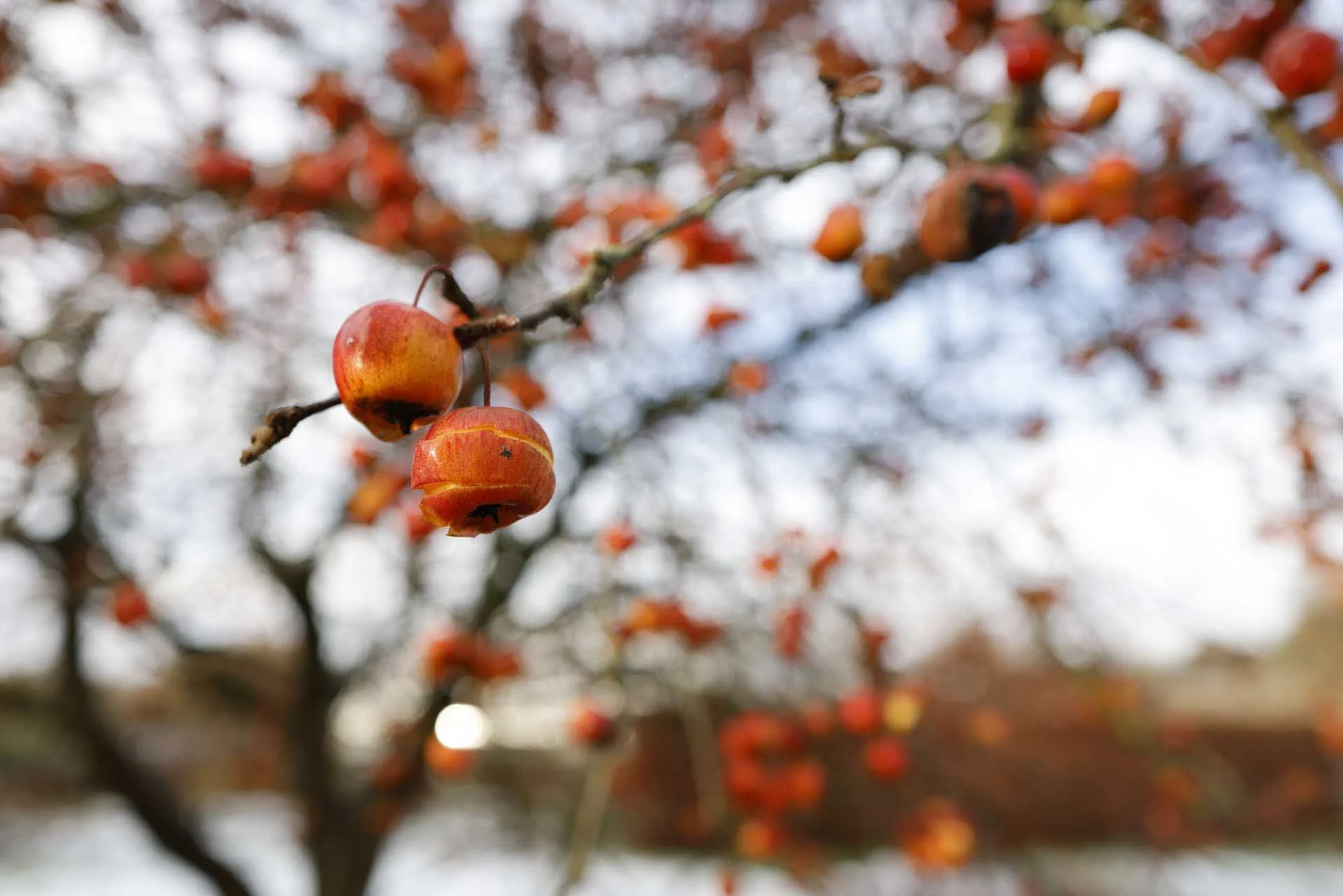 Image Credit: Angela Nicholson. Chromatic aberration is controlled well, so you are unlikely to find fringing along high contrast edges when using the lens. Camera: Canon EOS R5, lens: Canon RF 24mm f/1.8 Macro IS STM at f/3.2, 1/200 sec and ISO 100.