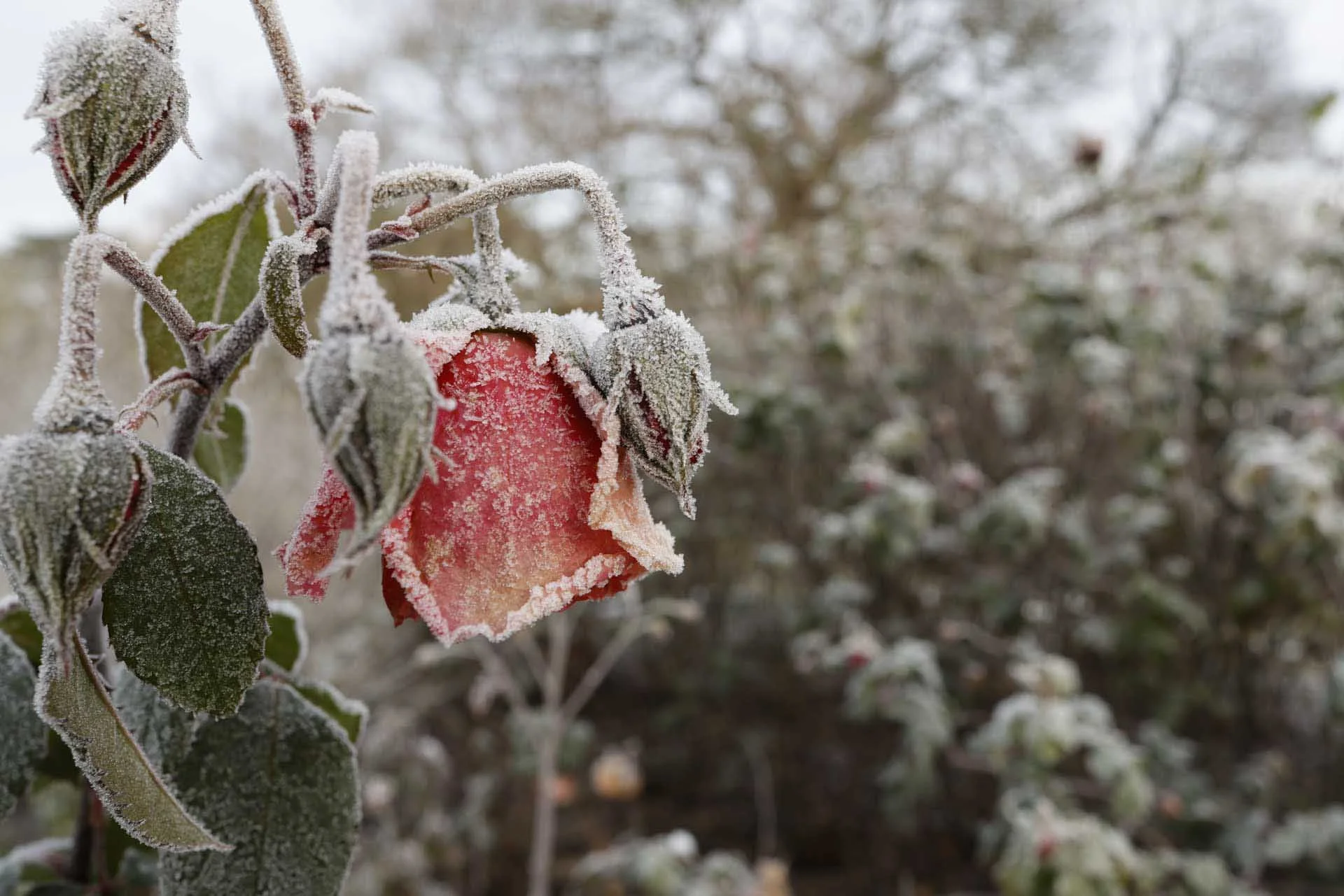 Image Credit: Angela Nicholson. Although it doesn’t allow life-size reproduction, the close-focusing capability of the RF 24mm f/1.8 Macro IS STM makes it very versatile. Camera: Canon EOS R5, lens: Canon RF 24mm f/1.8 Macro IS STM at f/7.1, 1/60 sec and ISO 125.