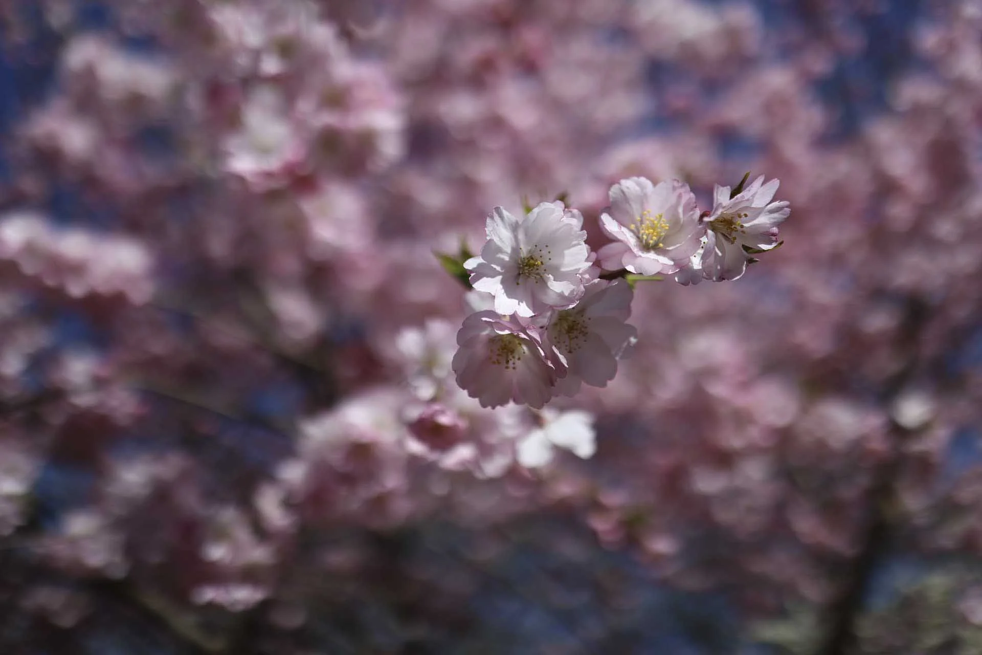 Image Credit: Angela Nicholson. The bokeh of the out-of-focus areas can sometimes look a little ‘busy’, but the fall-off in sharpness is dramatic at wide apertures. Camera: Canon EOS R6II, lens: Canon RF 24mm f/1.8 Macro IS STM at f/1.8, 1/8000 sec and ISO 100.