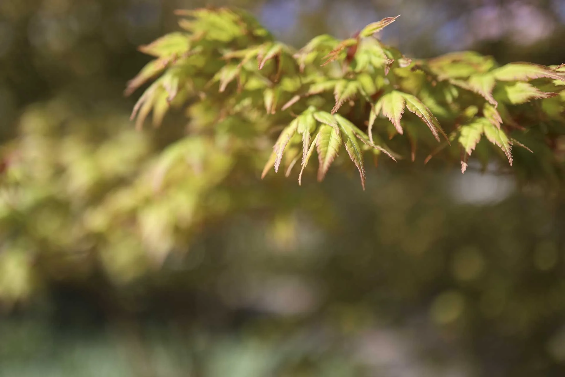 Image Credit: Angela Nicholson. As you get close to the nearest focusing distance of 14cm from the sensor, the depth of field at f/1.8 becomes very shallow so you can isolate your subject from its surroundings. Camera: Canon EOS R6 Mark II, lens: Canon RF 24mm f/1.8 Macro IS STM at f/1.8, 1/1250 sec and ISO 100.