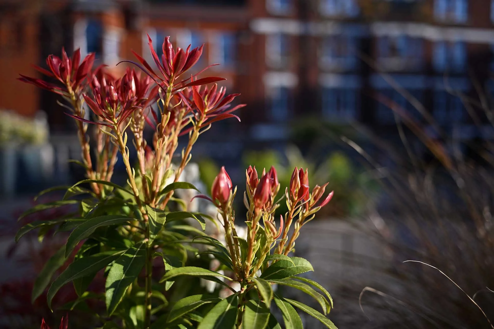 Image Credit: Angela Nicholson. Shooting close with the 26mm lens at maximum aperture has blurred the background behind the subject, but the context os still clear. Camera Z5II, lens Nikkor Z 26mm F2.8 at f/2.8, 1/800 sec and ISO 100.