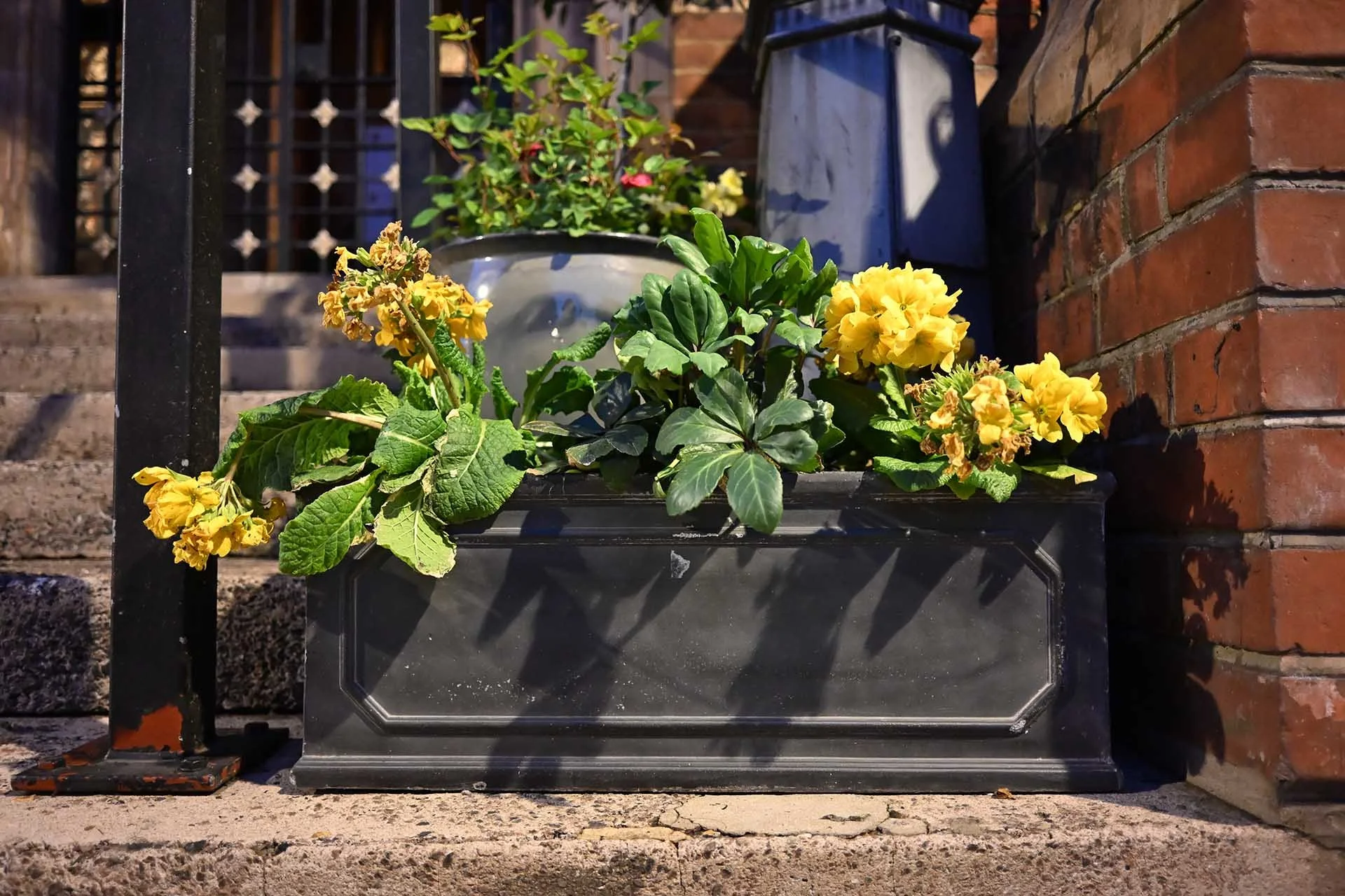 Image Credit: Angela Nicholson. The Nikon Z5II had no problem focusing on these plants photographed in the city a t night. Camera Z5II, lens Nikkor Z 26mm F2.8 at f/2.8, 1/30 sec and ISO 7200.