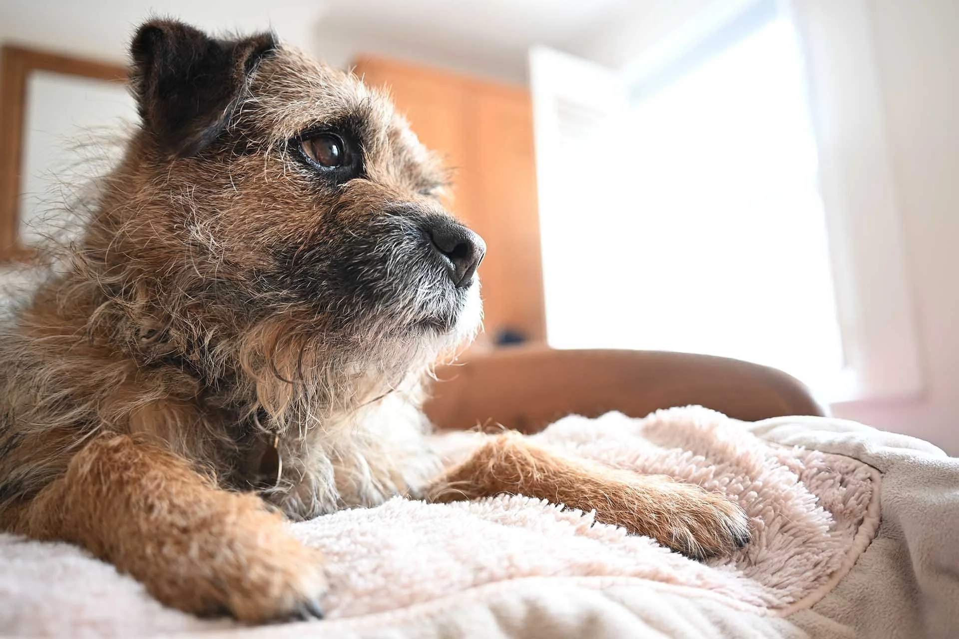 Image Credit: Angela Nicholson. This image had more exposure compensation (+1.3EV)applied than the previous two images to bring out Otto’s eye, which means the windows are blown out but there’s a feeling of spring sunshine. Camera Z5II, lens Nikkor Z 26mm F2.8 at f/2.8, 1/30 sec and ISO 1000.