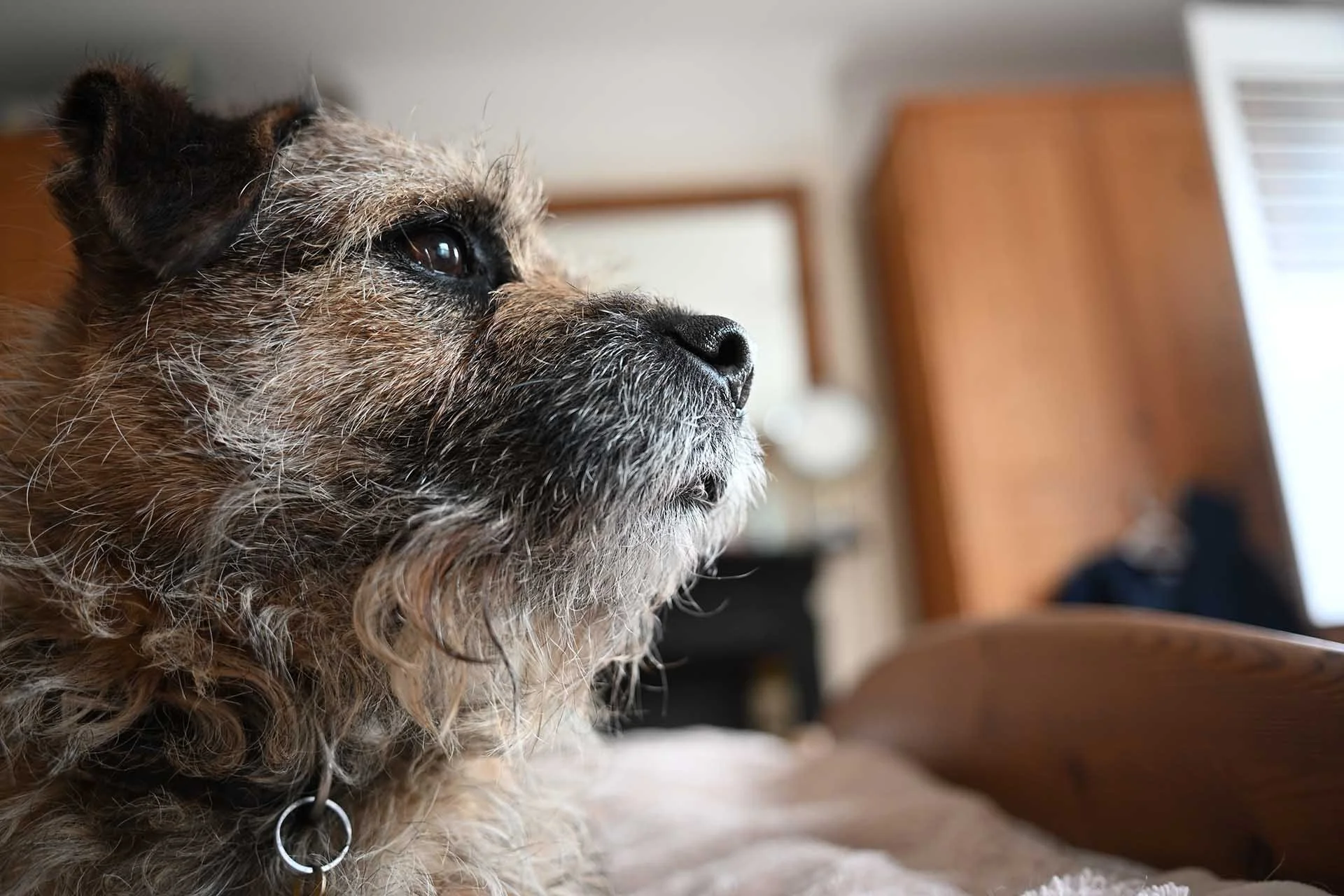 Image Credit: Angela Nicholson. The Animal Eye detection system works well with Otto, especially when his eyes are well illuminated by the window light. Camera Z5II, lens Nikkor Z 26mm F2.8 at f/2.8, 1/30 sec and ISO 500.