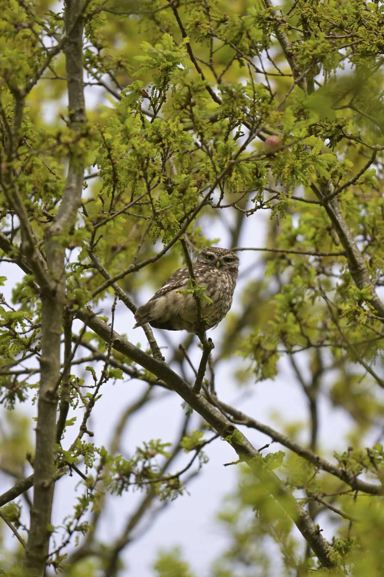 Image Credit: Angela Nicholson. When set to detect birds, the Nikon Z5II recognised this little owl’s body, but failed to home in on either of its eyes. Camera Z5II, lens Nikkor Z 180-600mm F5.6-6.3 VR at 600mm, f/6.3, 1/125 sec and ISO 100.