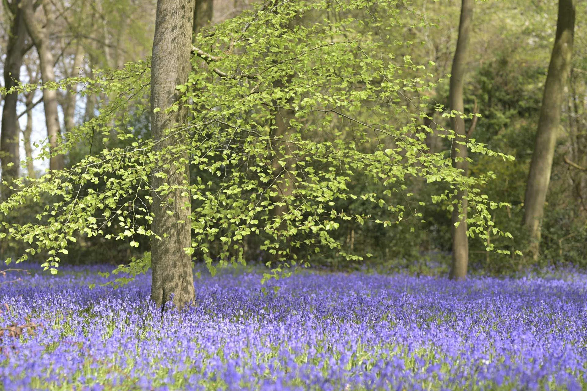 Image Credit: Angela Nicholson. When scenes like this greet you, you’re grateful for the Z5II’s onboard Snapbridge technology that can send the image straight to your phone automatically so you can share it with friends, family or followers straightaway. Camera Z5II, lens Nikkor Z 85mm F1.2 at f/2.8, 1/400 sec and ISO 100.