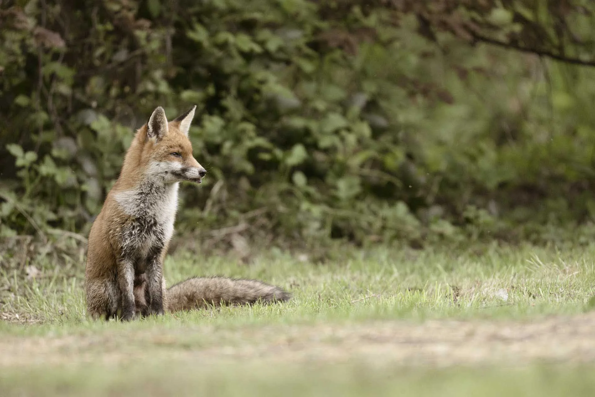 Image Credit: Angela Nicholson. The Nikon Z5II’s subject detection system was quick to spot the fox’s eyes and kept them sharp as she moved around the area. Although I shot the scene using a couple of different Picture Control options, I like this one taken using the Sepia setting at 50% best. Camera Z5II, lens Nikkor Z 180-600mm F5.6-6.3 VR at 600mm, f/6.3, 1/500 sec and ISO 5000.