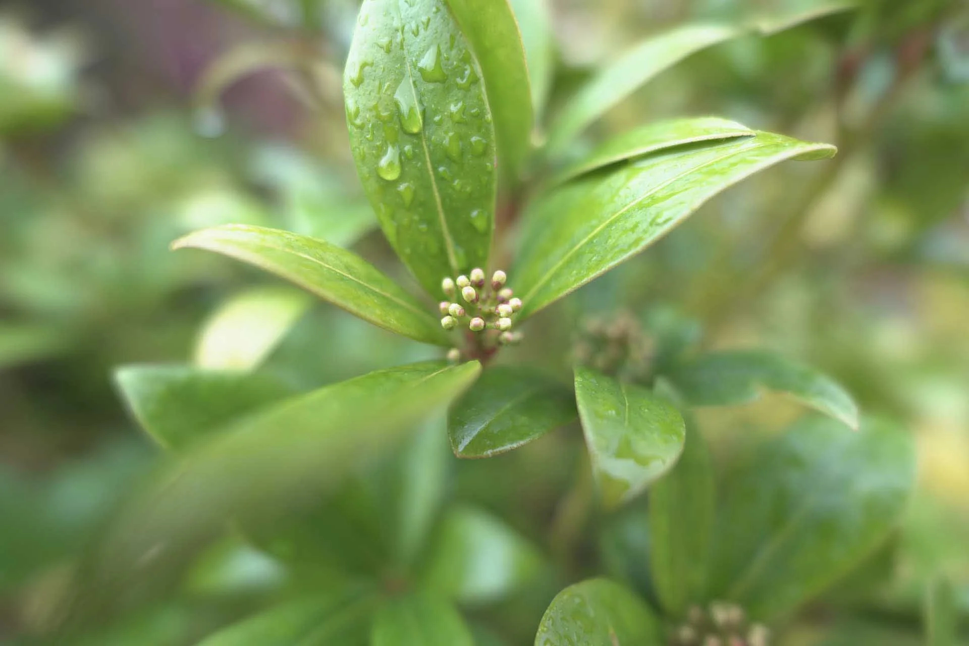  If you go in close and shoot wide-open, subjects can be isolated from their surroundings. The out of focus areas also look pleasantly blurred. 
