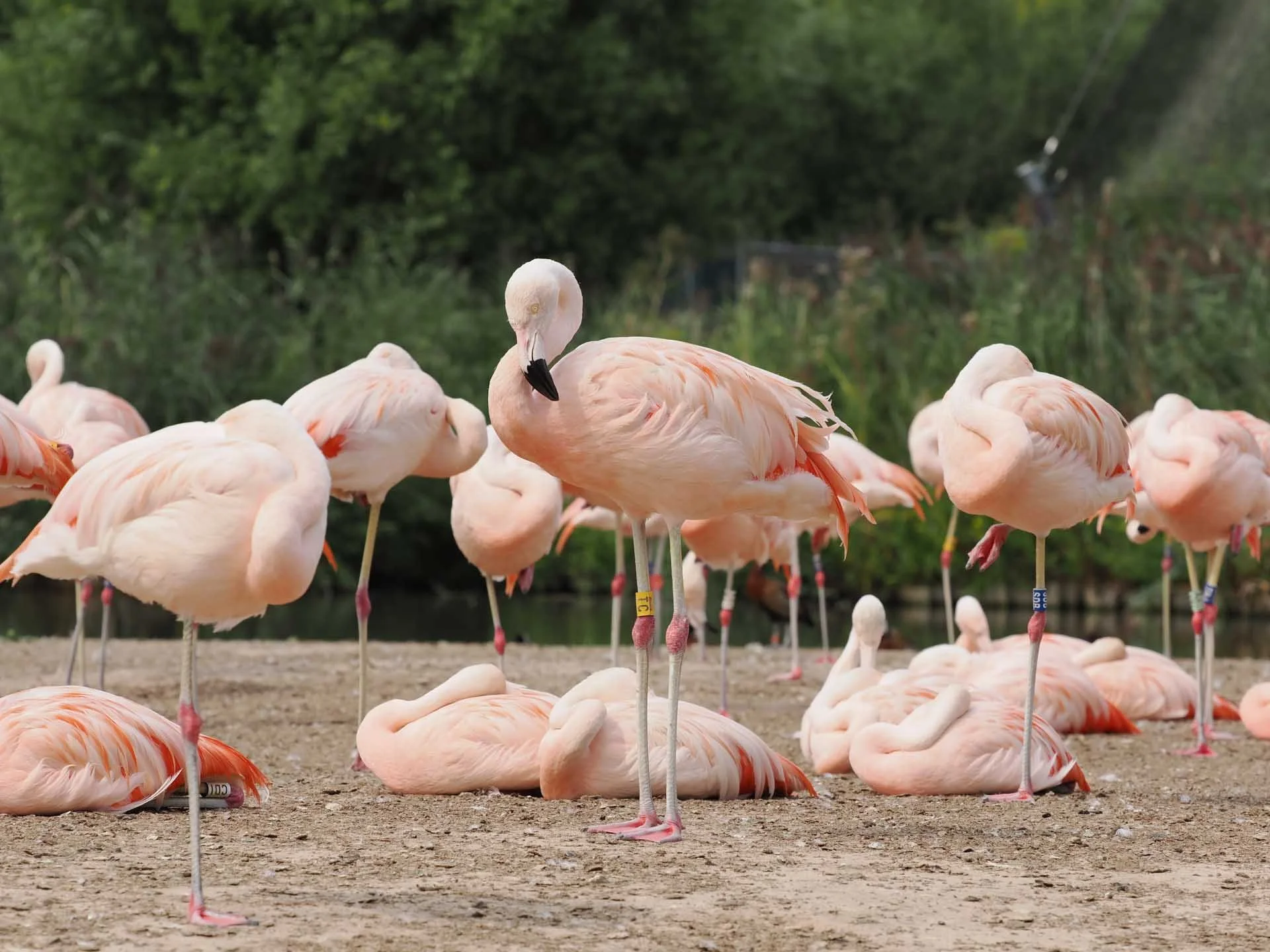  When they stand on one leg and hide their heads, the flamingos give the bird detection system a run for its money, but it works it out when a head appears. Image credit: Angela Nicholson. Camera: OM System OM-1 Mark II, Lens: OM System M.Zuiko ED 50-200mm F2.8 IS Pro at 94mm, f/5, 1/1000 sec and ISO 200. 