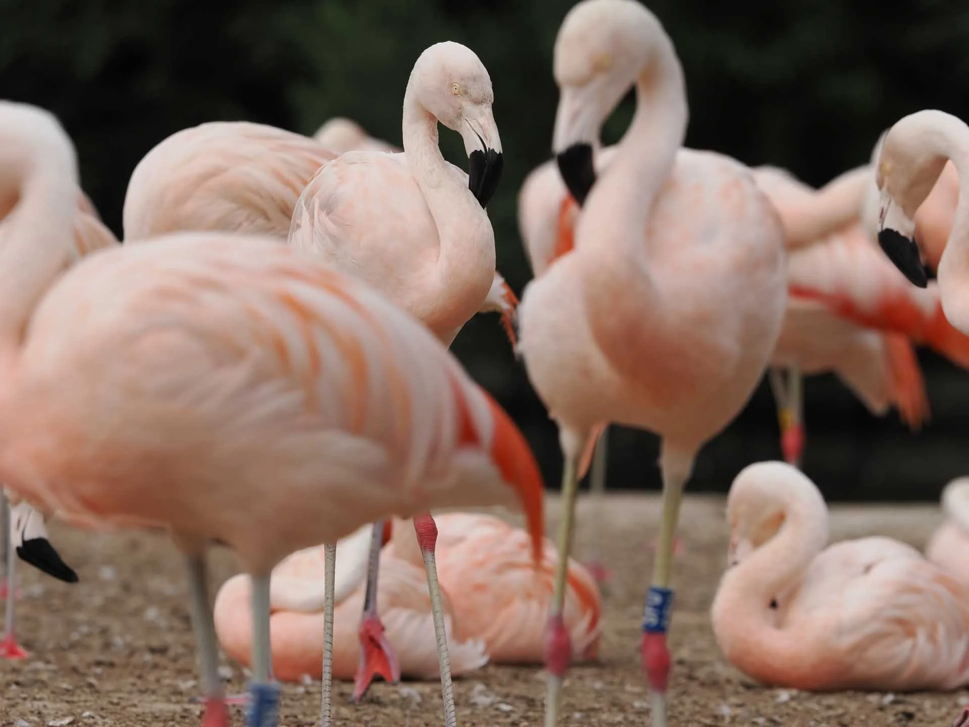  Even at f/5.6, the depth of field is shallow at the 200mm end of the lens (400mm in full-frame terms), which means you can isolate your subject. Image credit: Angela Nicholson. Camera: OM System OM-1 Mark II, Lens: OM System M.Zuiko ED 50-200mm F2.8 IS Pro at 200mm, f/5.6, 1/1000 sec and ISO 200.  